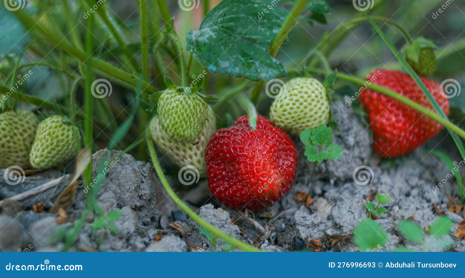 Strawberries in the field stock image. Image of garden 276996693
