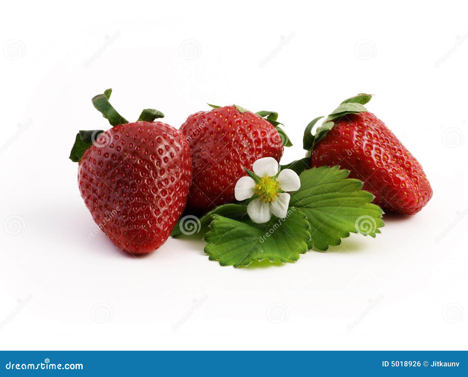 Strawberries with flower stock photo. Image of fruit, nutrition 5018926