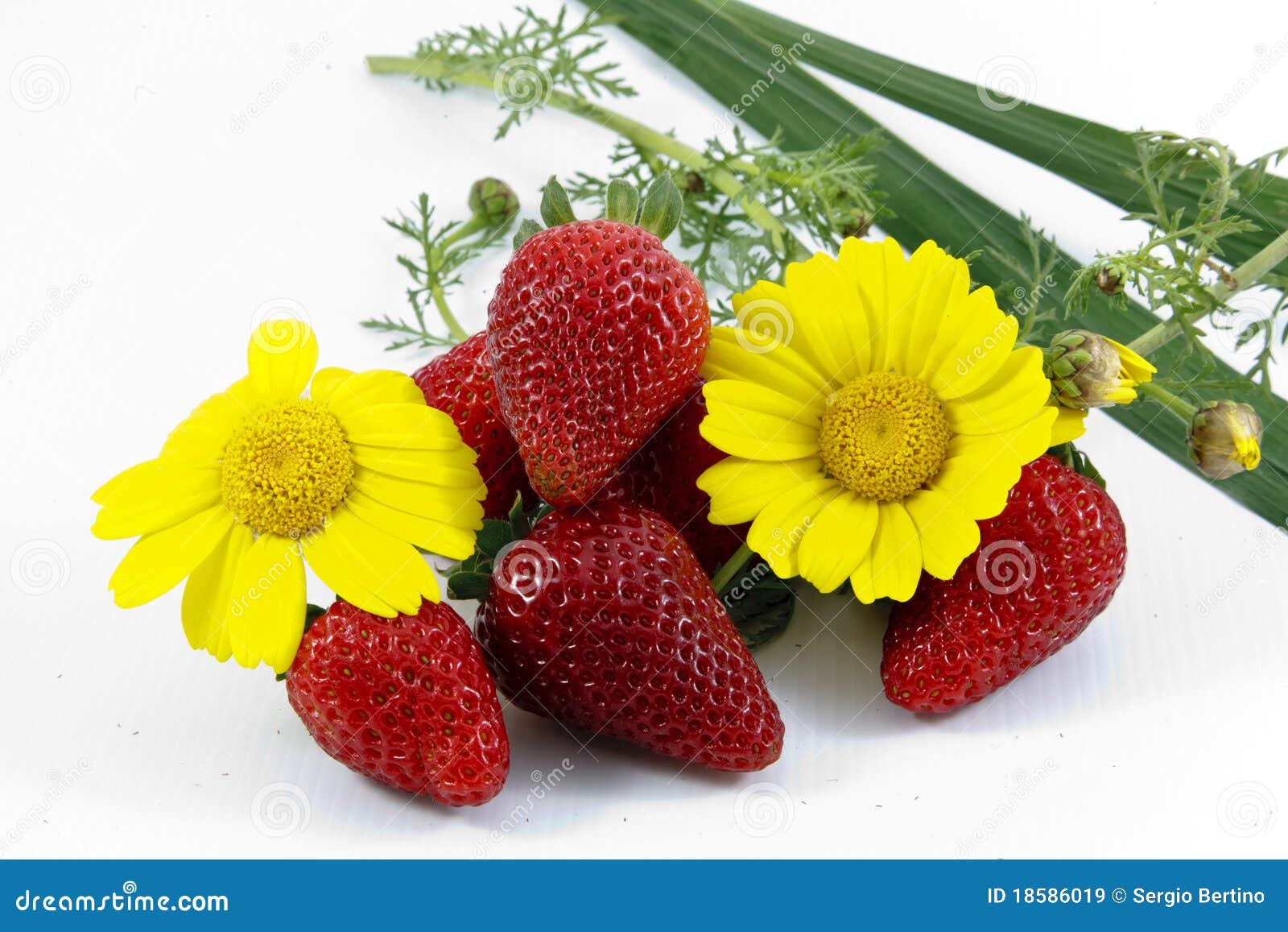 Strawberries and flowers stock image. Image of flower 18586019