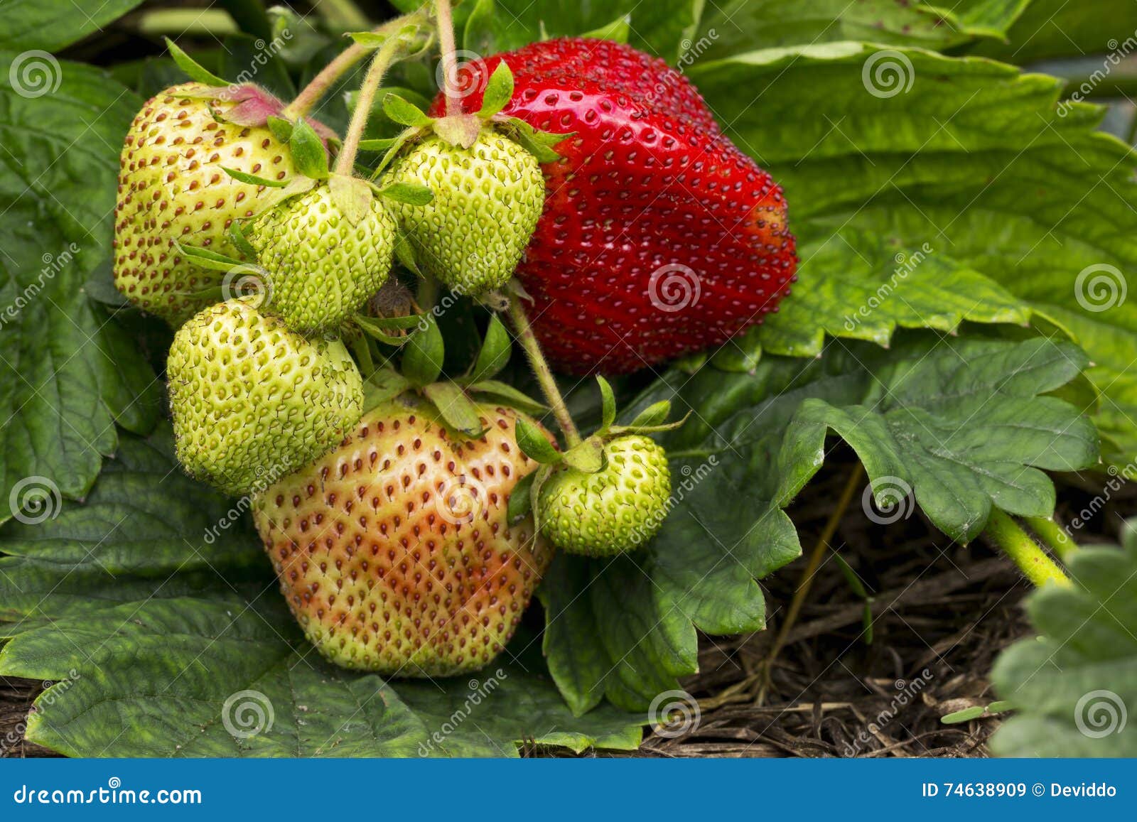 Strawberries Growing on the Ground Stock Image Image of freshness, crop 74638909