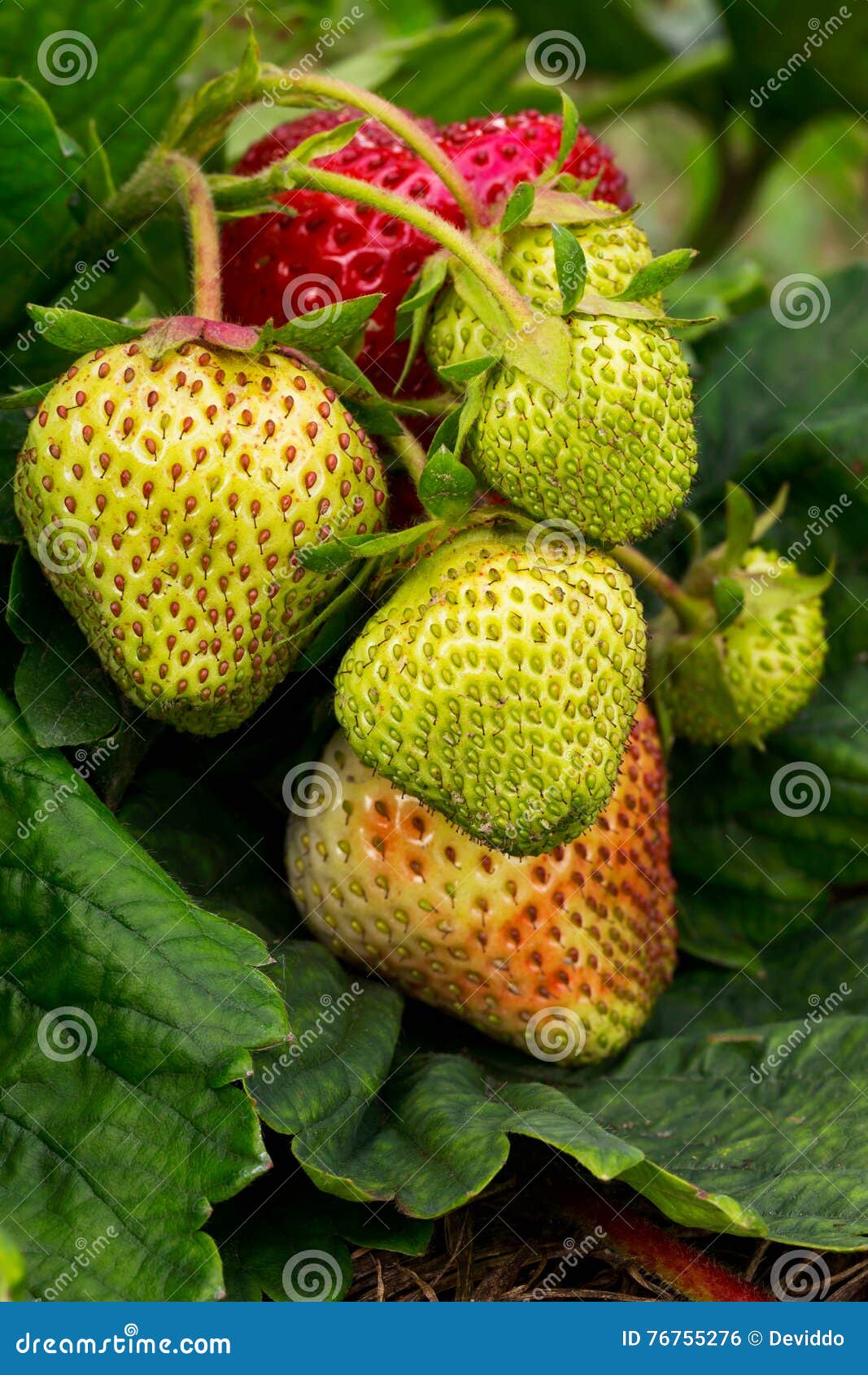 Strawberries Growing on the Ground Stock Photo Image of summer, plants 76755276