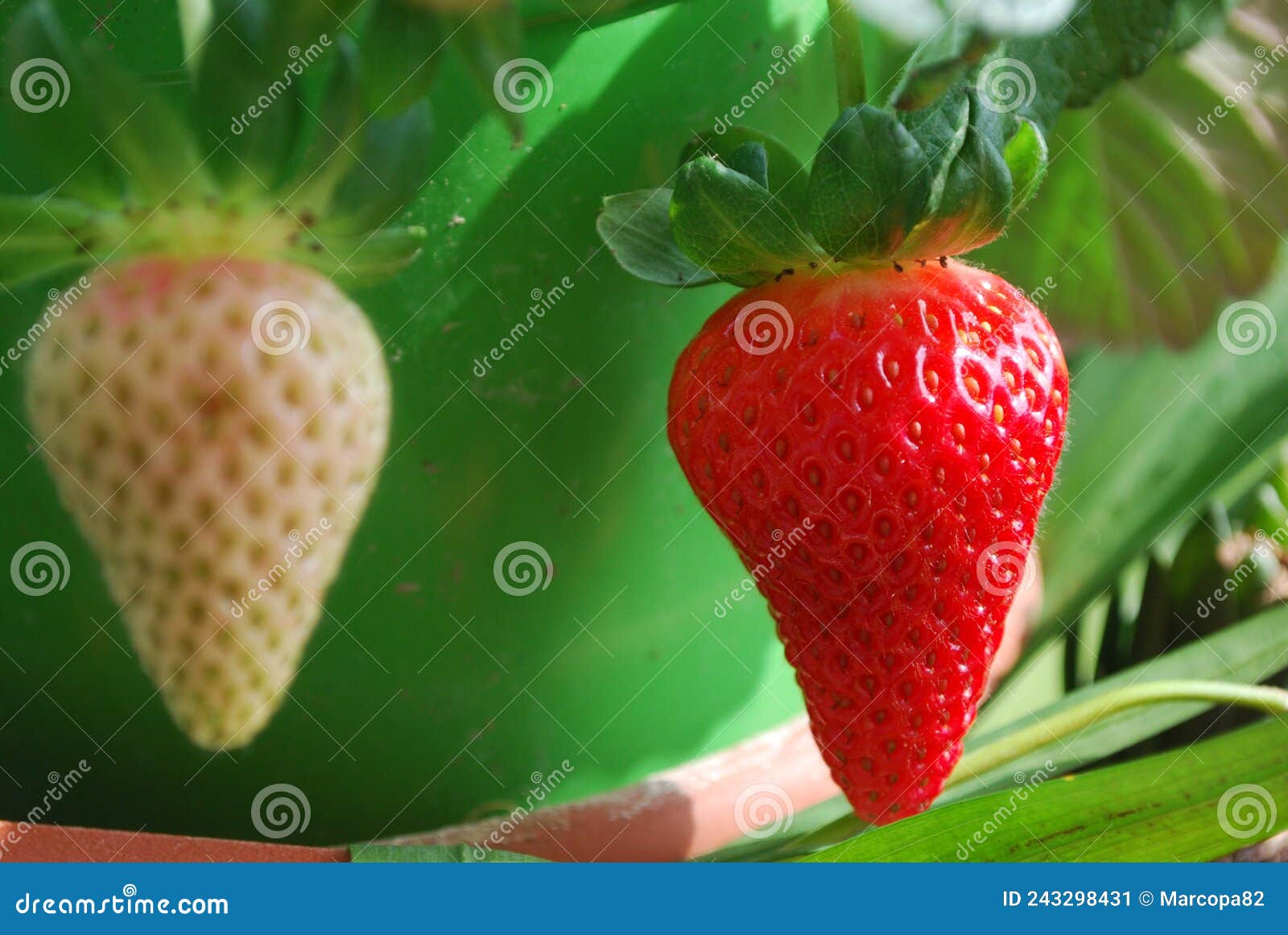 Strawberries Growing on a Plant Stock Image Image of leaves, bush