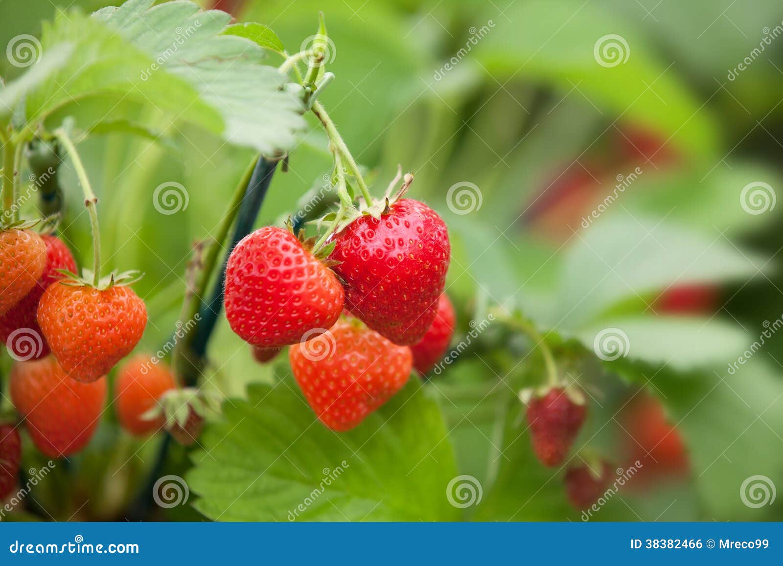 Strawberries Growing on a Plant Stock Photo Image of edible, leaves