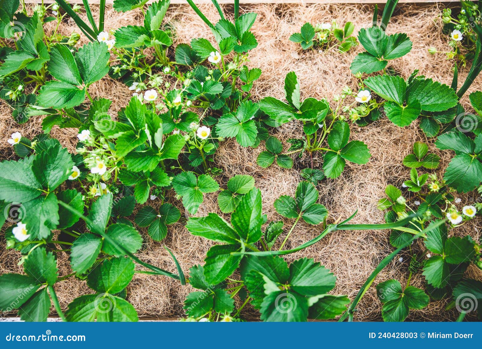Strawberries Growing Up on Straw Bale Bed Stock Image Image of