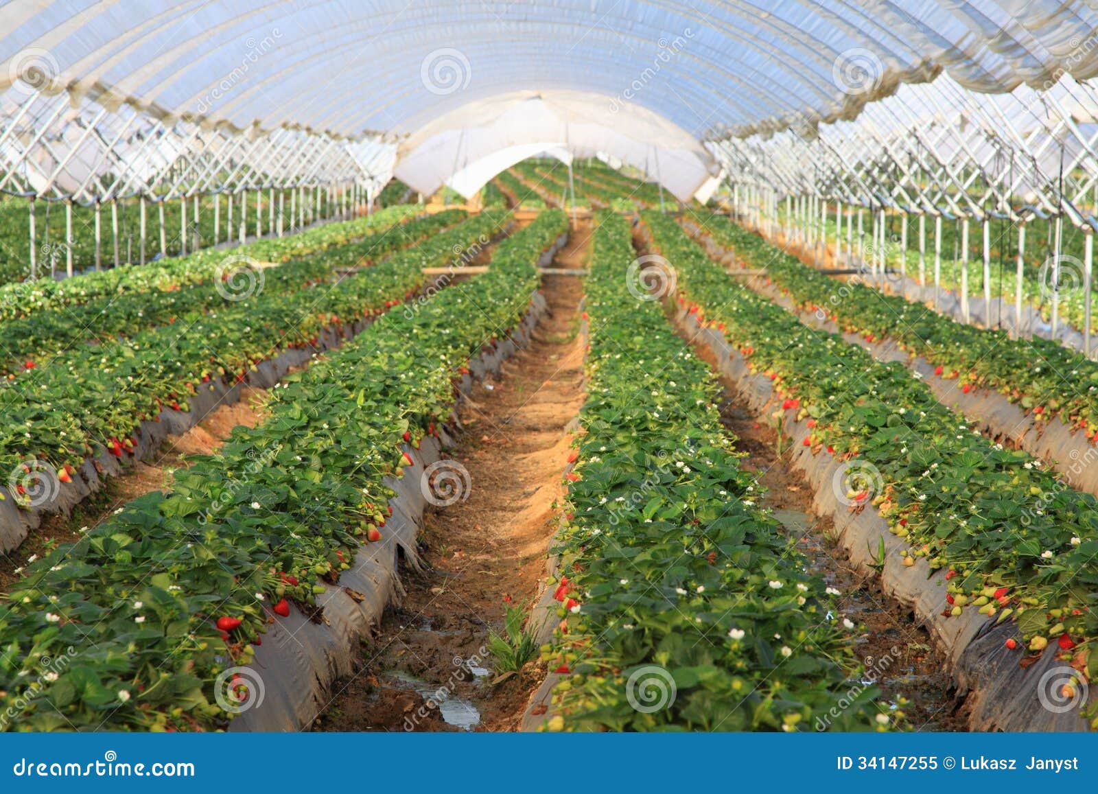 Strawberries stock image. Image of green, agriculture 34147255