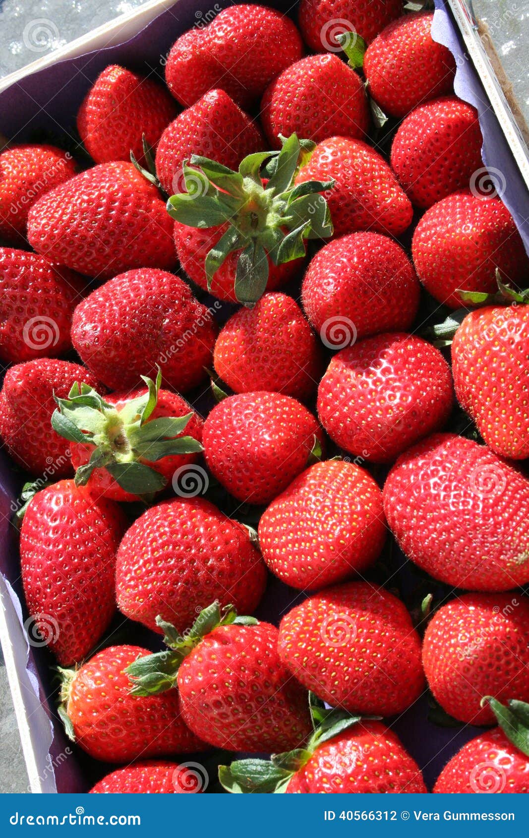 Strawberries stock photo. Image of dessert, strawberries - 40566312