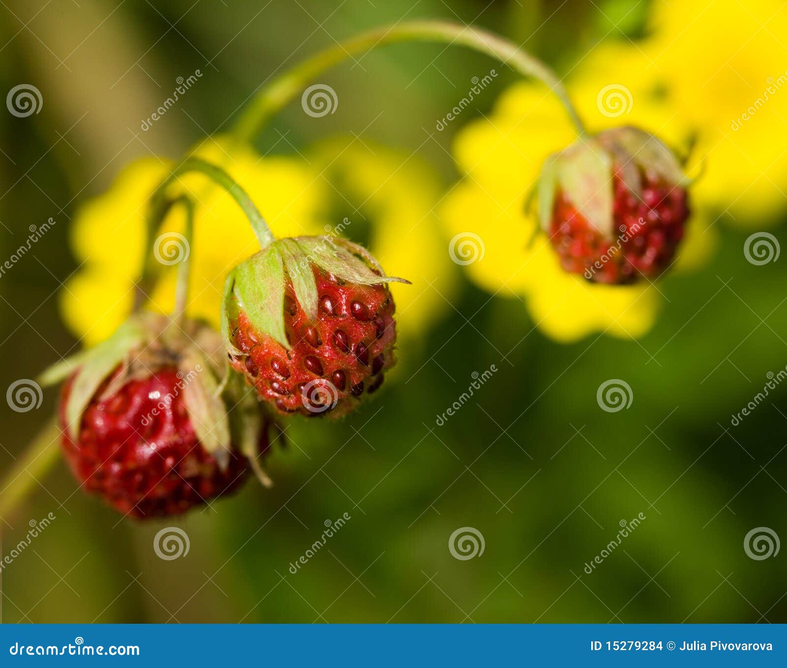 Strawberries and Yellow Flowers in a Meadow Stock Photo Image of food