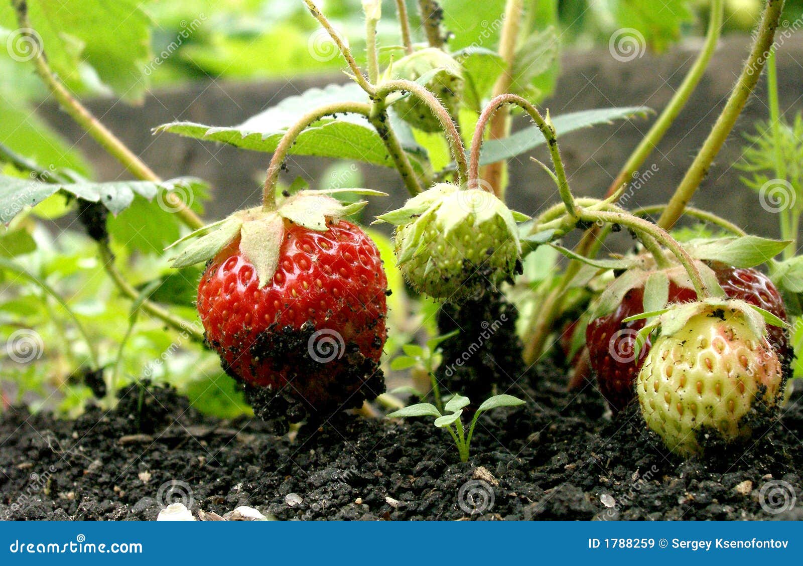 Strawberry stock image. Image of small, bush, fruit, soil 1788259