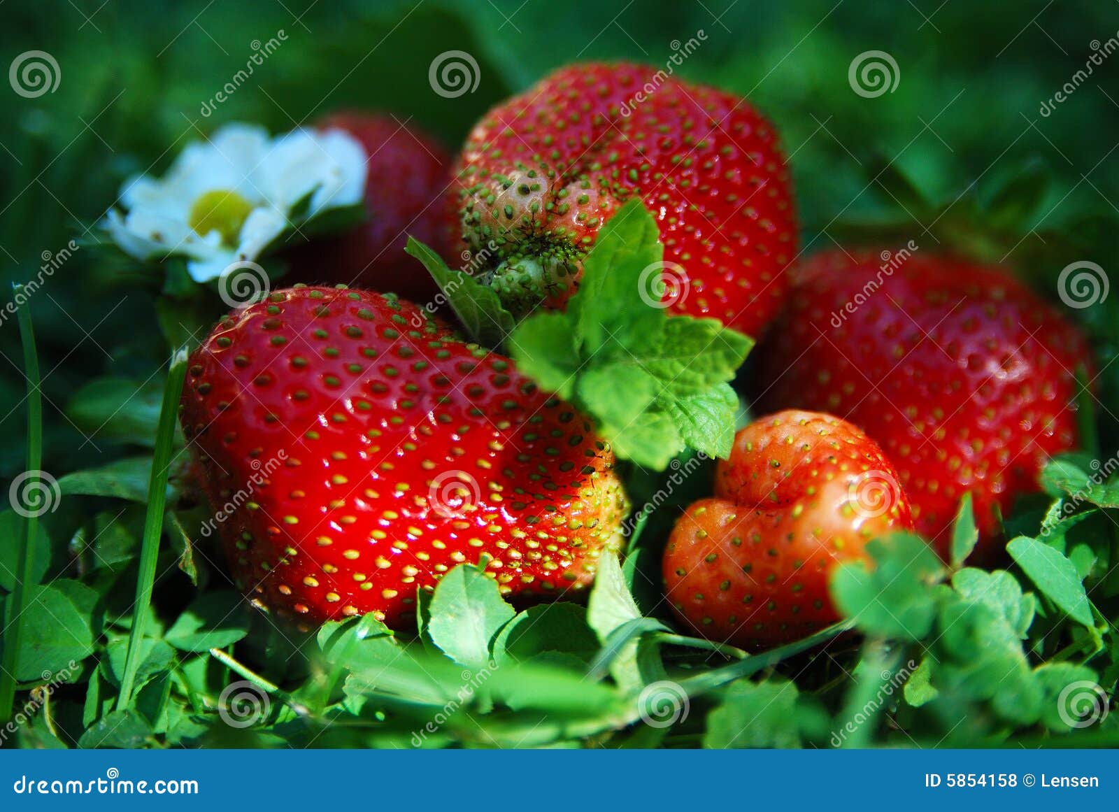 Strawberry stock photo. Image of strawberry, spring, grass 5854158