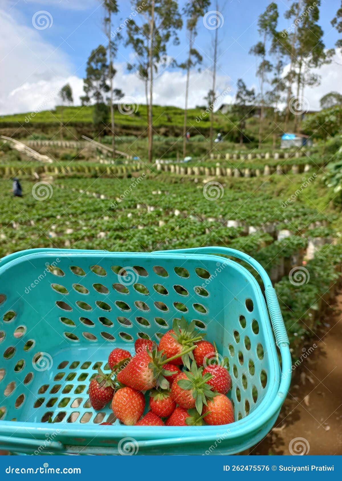 Strawberry in the basket stock photo. Image of view 262475576