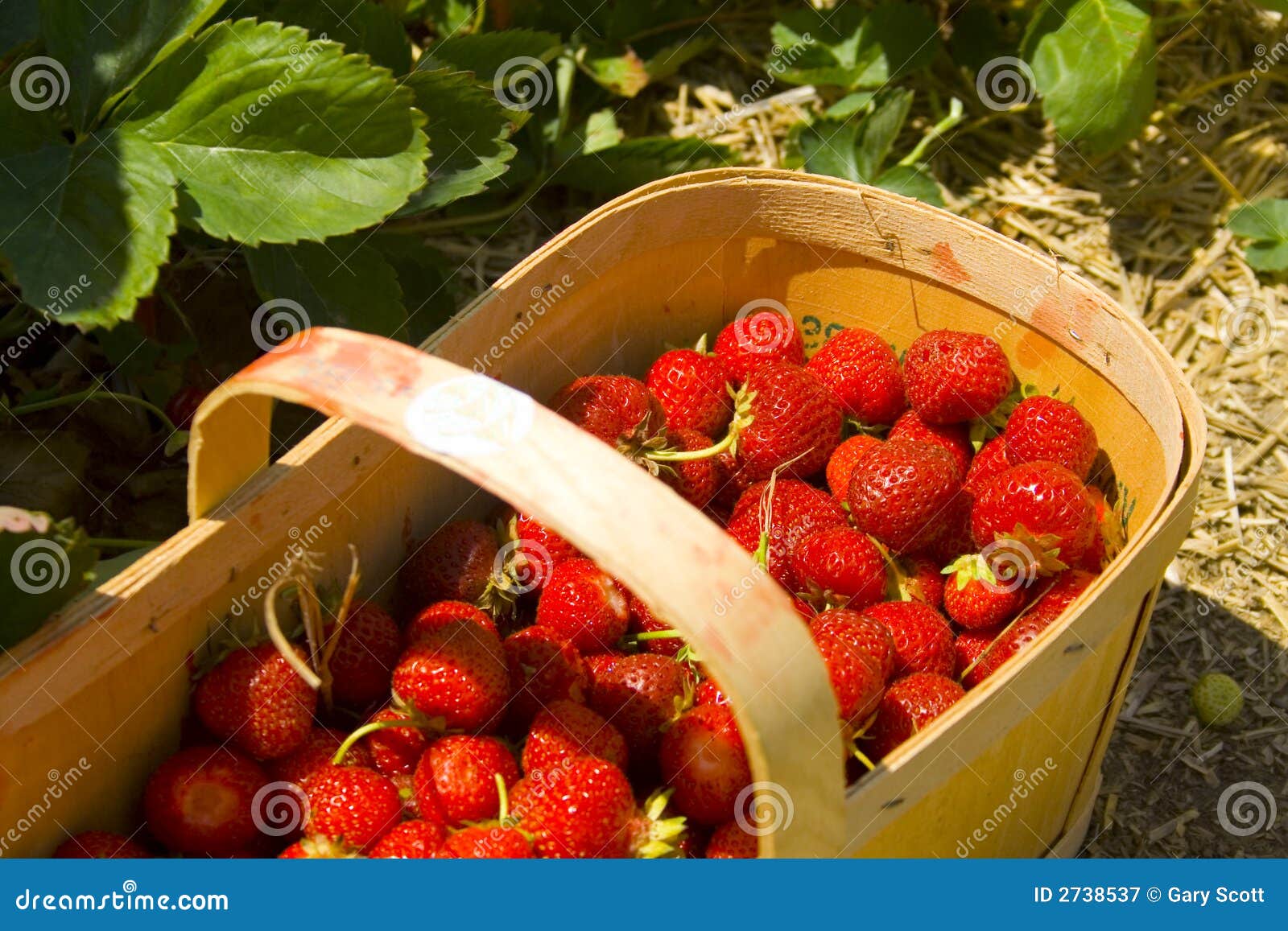 Strawberry Basket stock image. Image of berries, summer 2738537