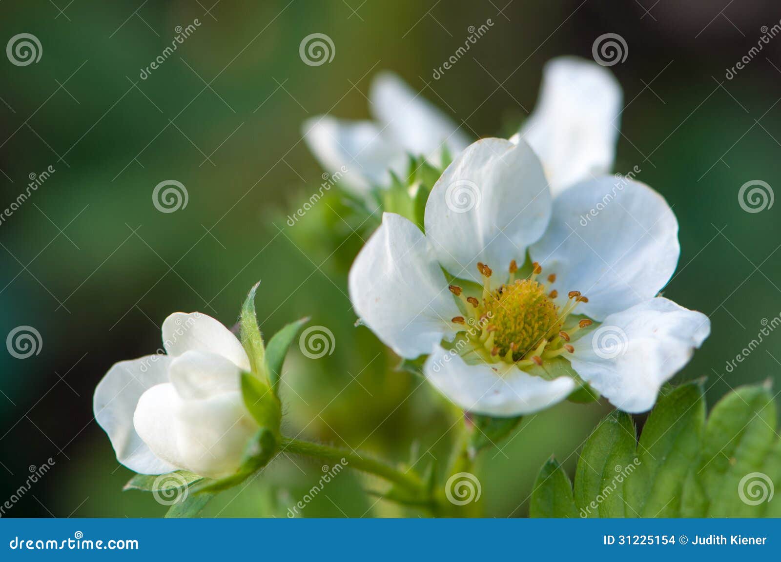 The Strawberry Blossom Weevil Anthonomus Rubi Is A Weevil That Feeds On