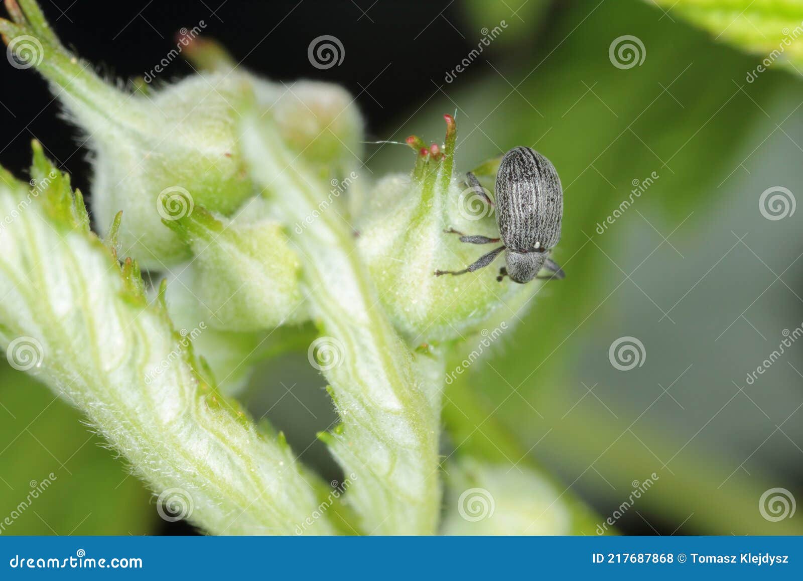 the strawberry blossom weevil anthonomus rubi is a weevil that feeds on members of the rosaceae and is an important pest of strawb
