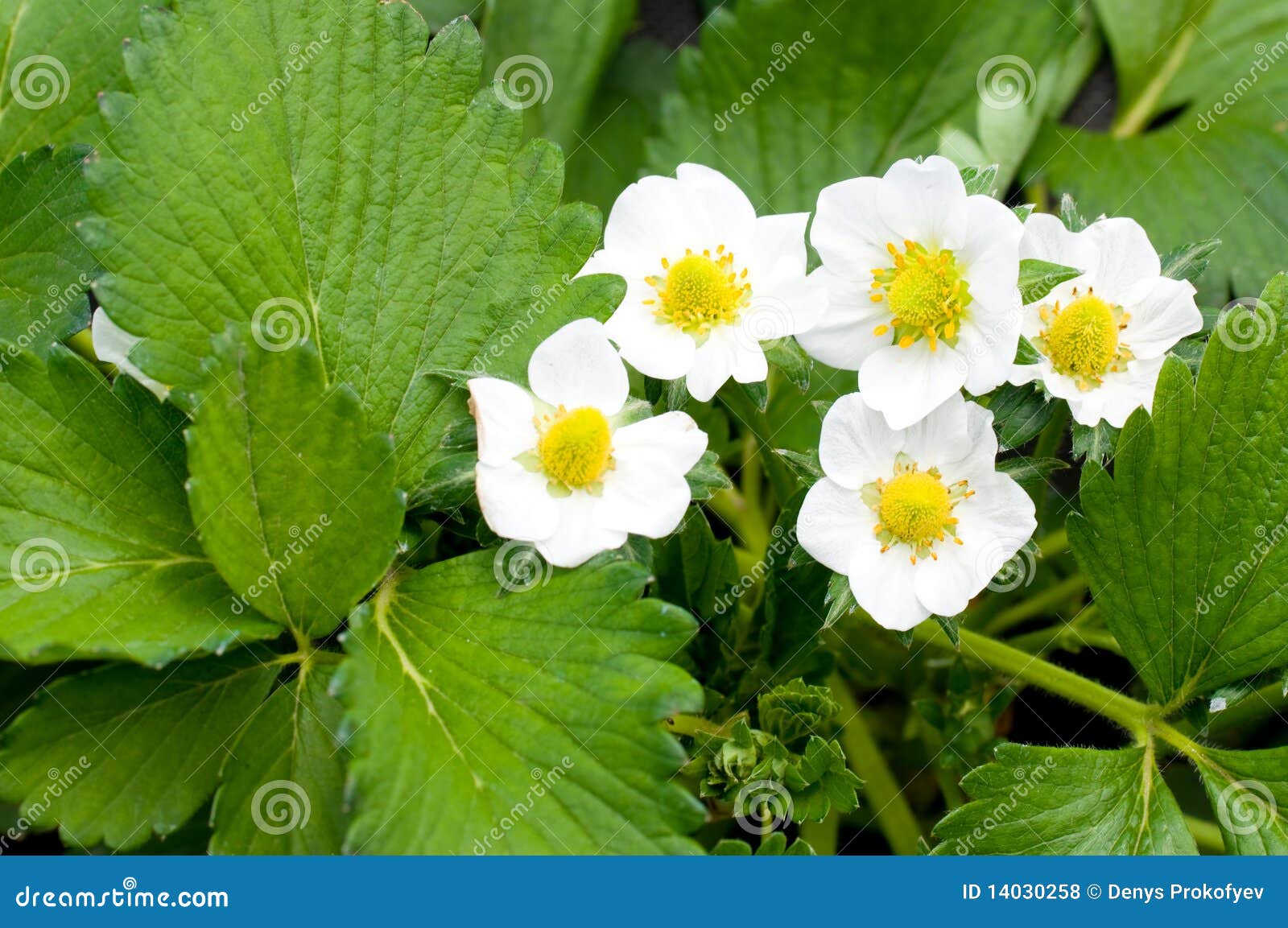 Strawberry blossoms stock photo. Image of blooming, garden 14030258