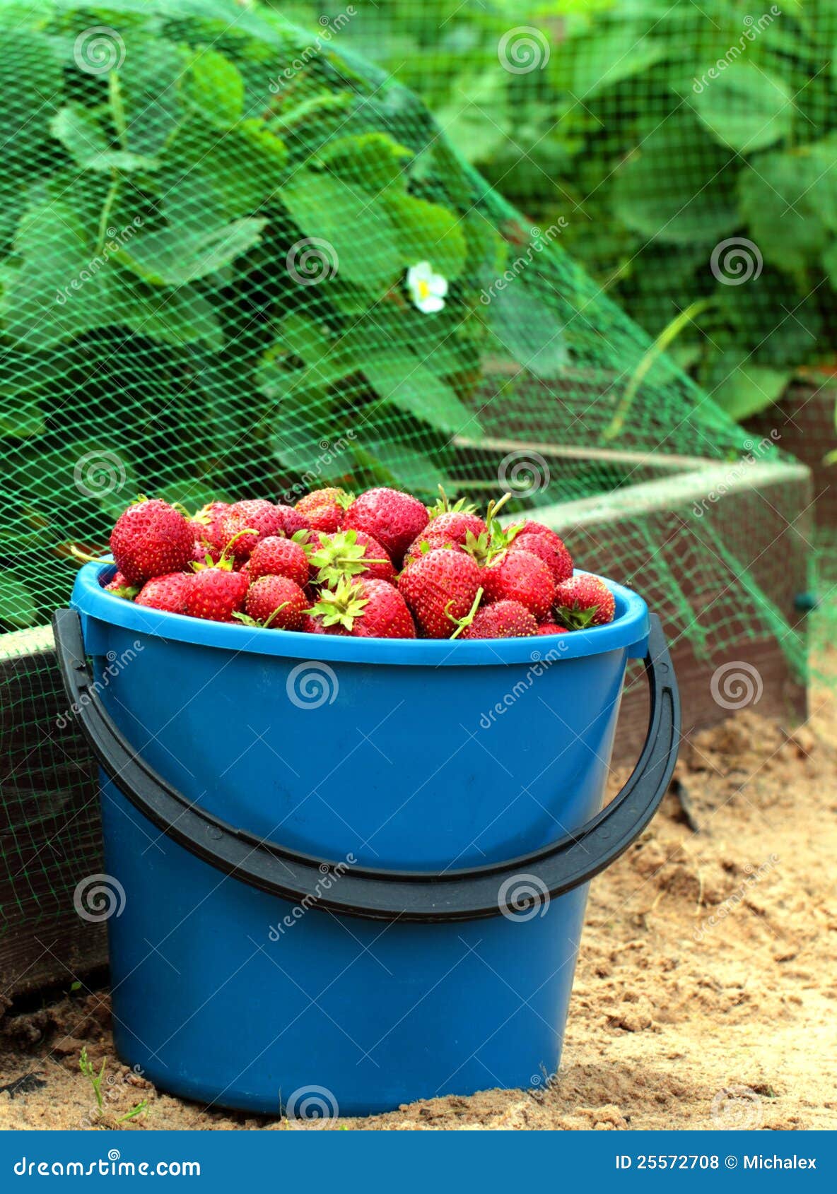 Strawberry in blue bucket stock photo. Image of flower 25572708