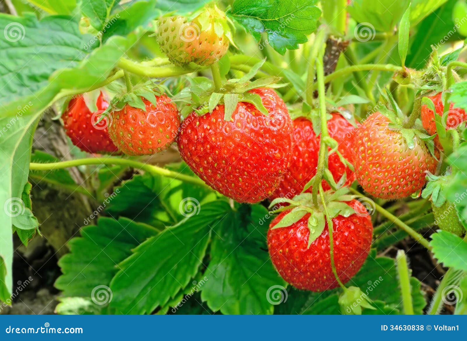 Strawberry bush stock photo. Image of bright, green, farm 34630838