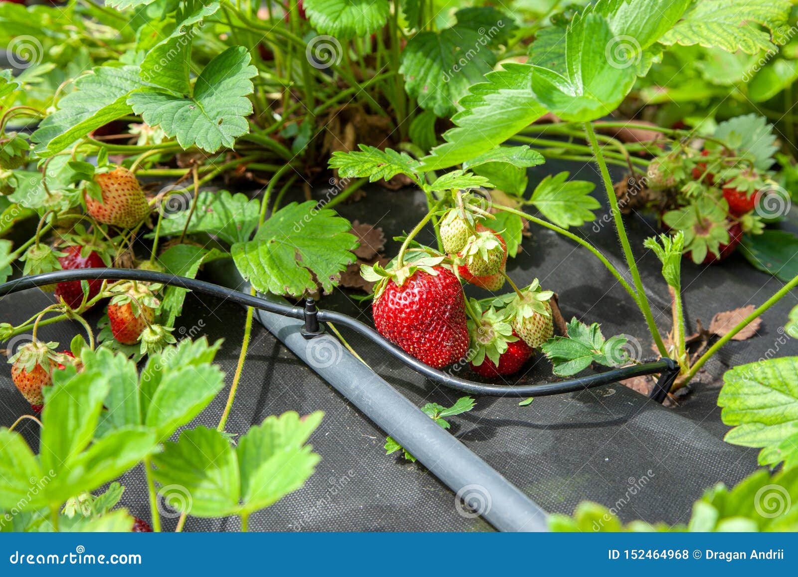 Strawberry Bushes are Moistened with Drip Irrigation Stock Photo Image of juicy, background