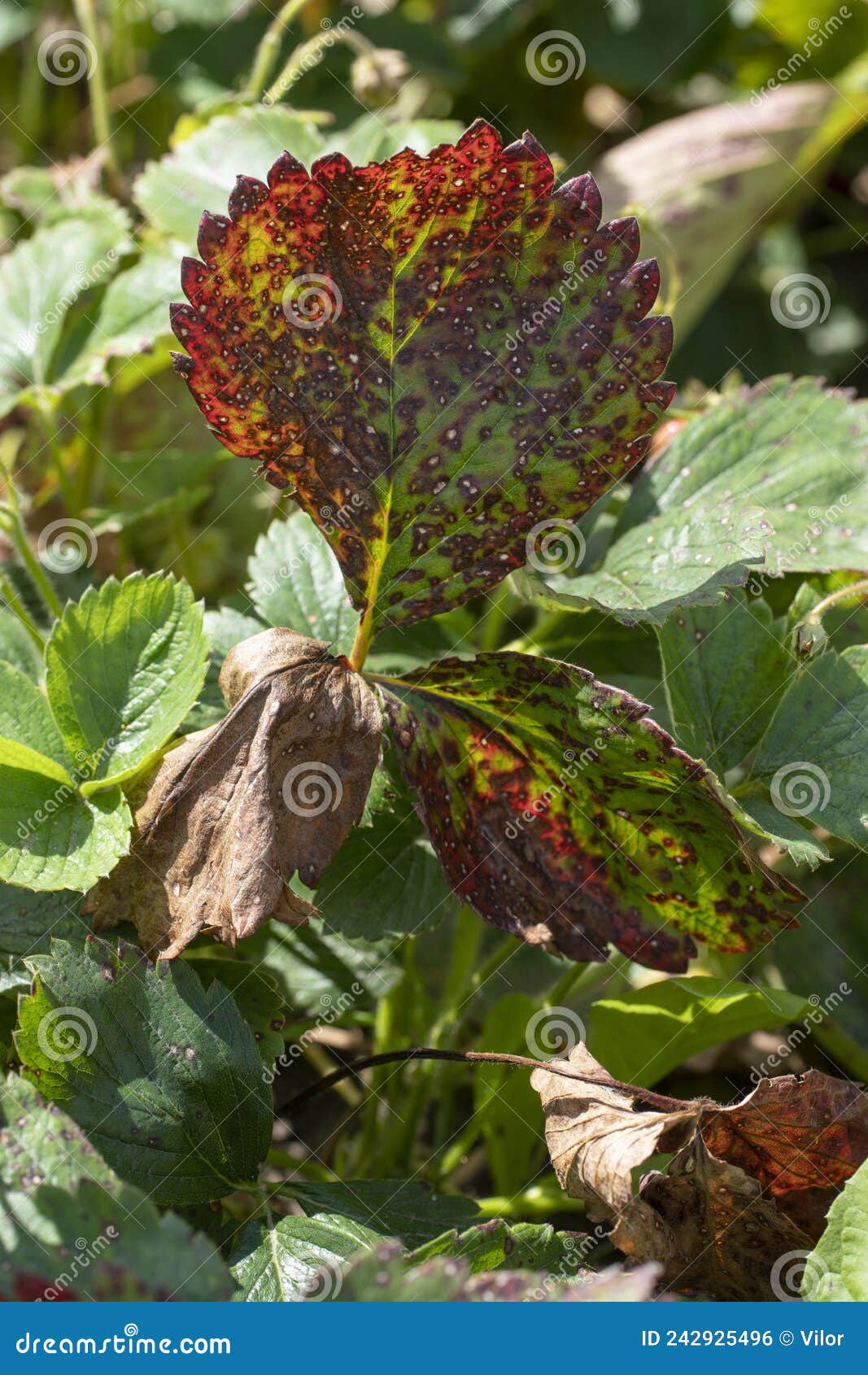 Strawberry disease stock photo. Image of common, closeup 242925496