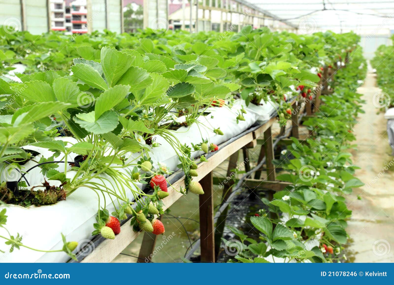 Strawberry Farm RoyaltyFree Stock Photography