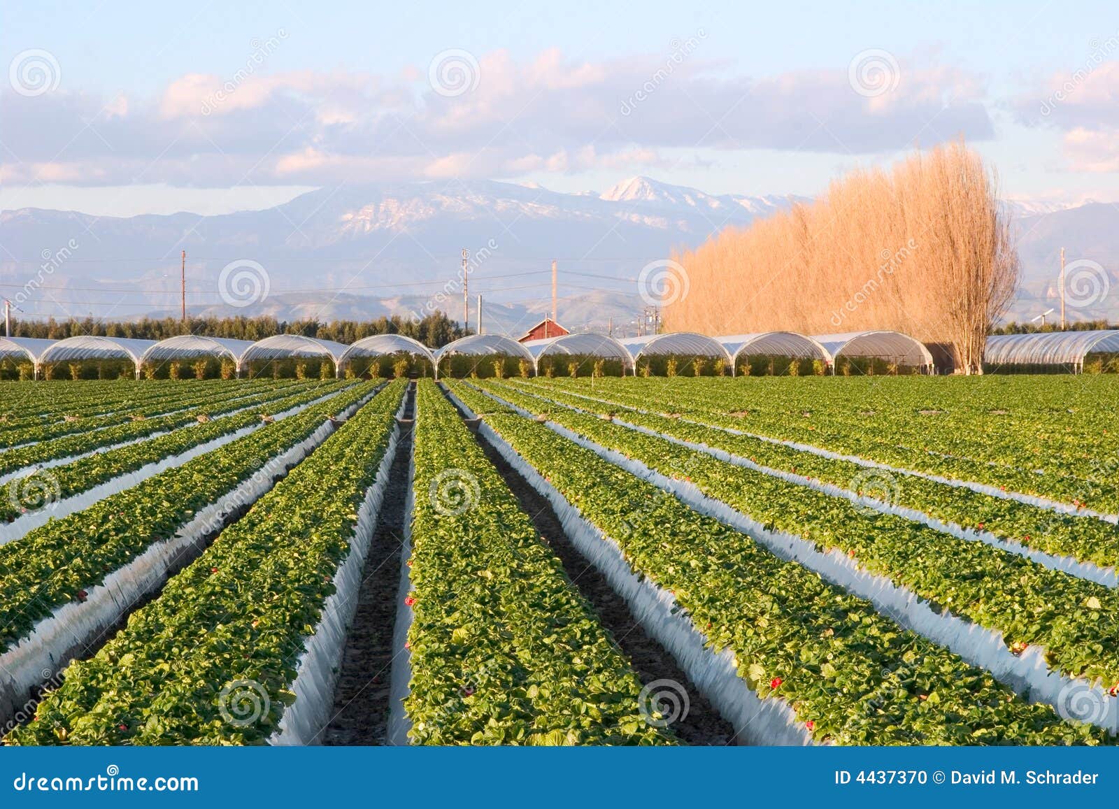 Strawberry Farm In Mountain Stock Image 30428695