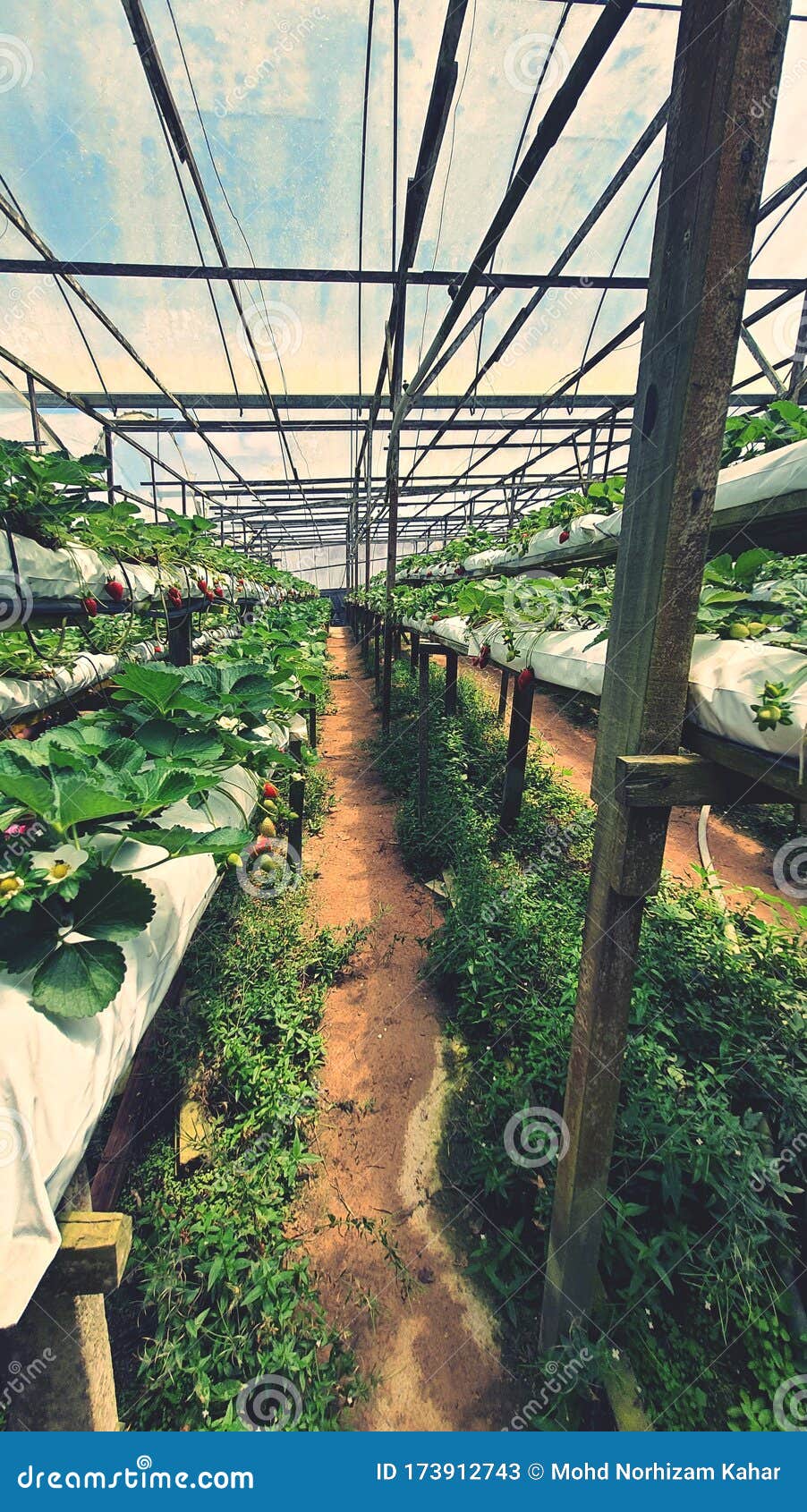 Strawberry Farm at Cameron Highland Stock Image Image of asia, pahang