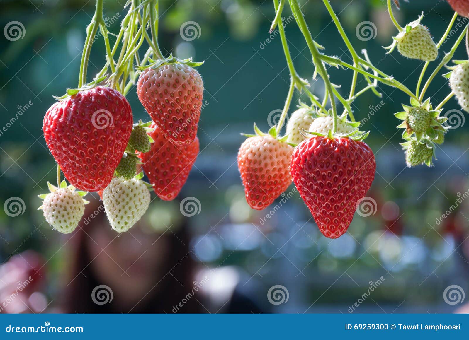 Strawberry farm stock photo. Image of berries, culture 69259300