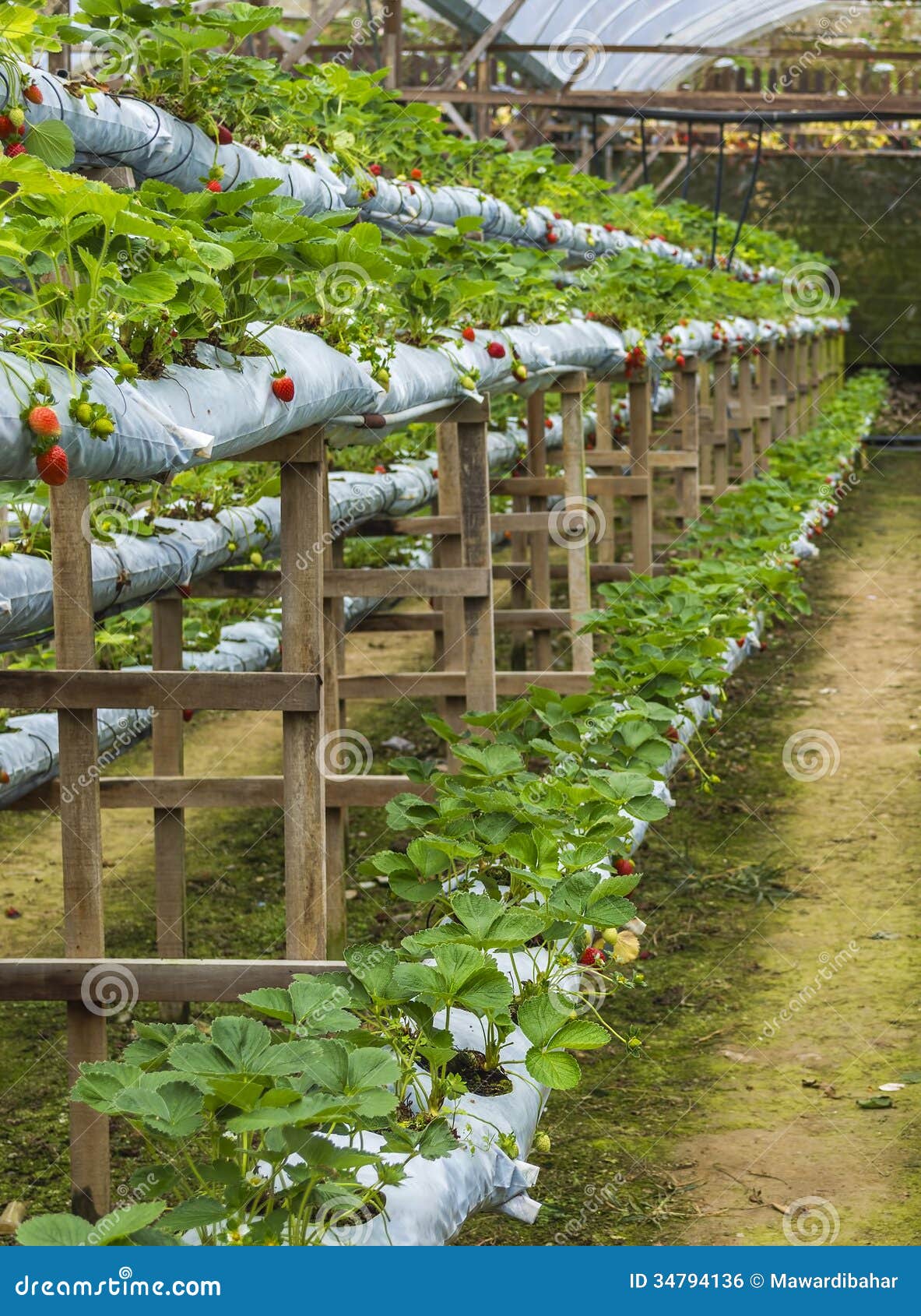 Strawberry farm stock photo. Image of food, growing, floral 34794136
