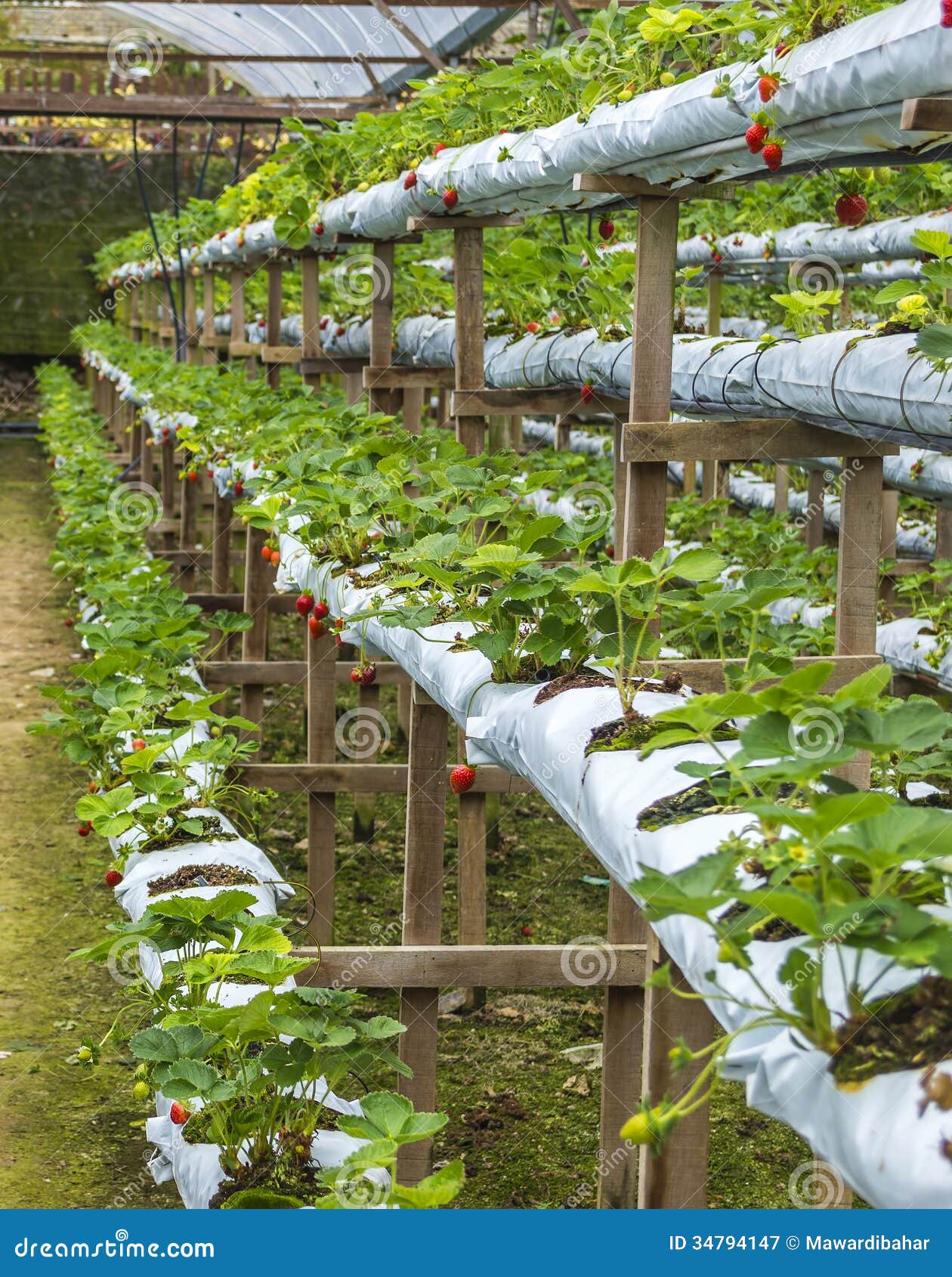 Strawberry Farm Royalty Free Stock Photography - Image ...