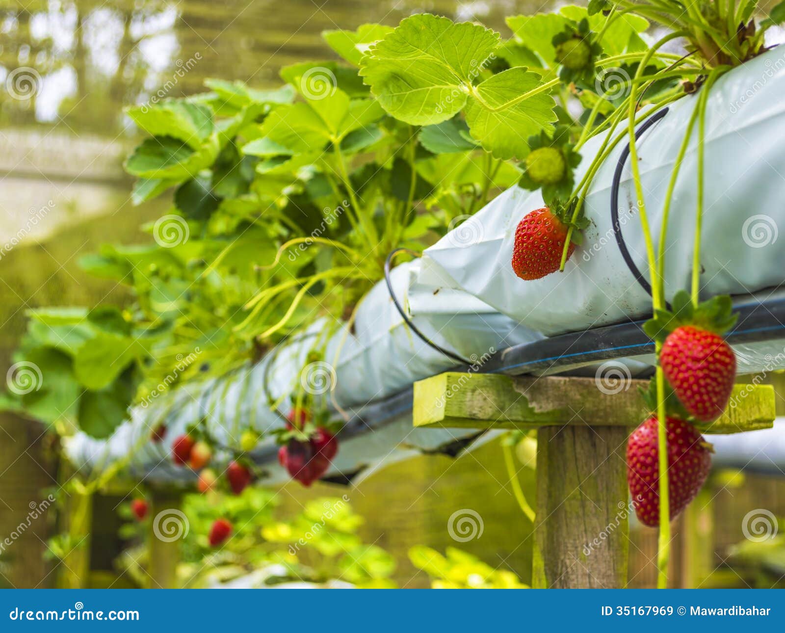 Strawberry farm stock image. Image of spring, harvest 35167969