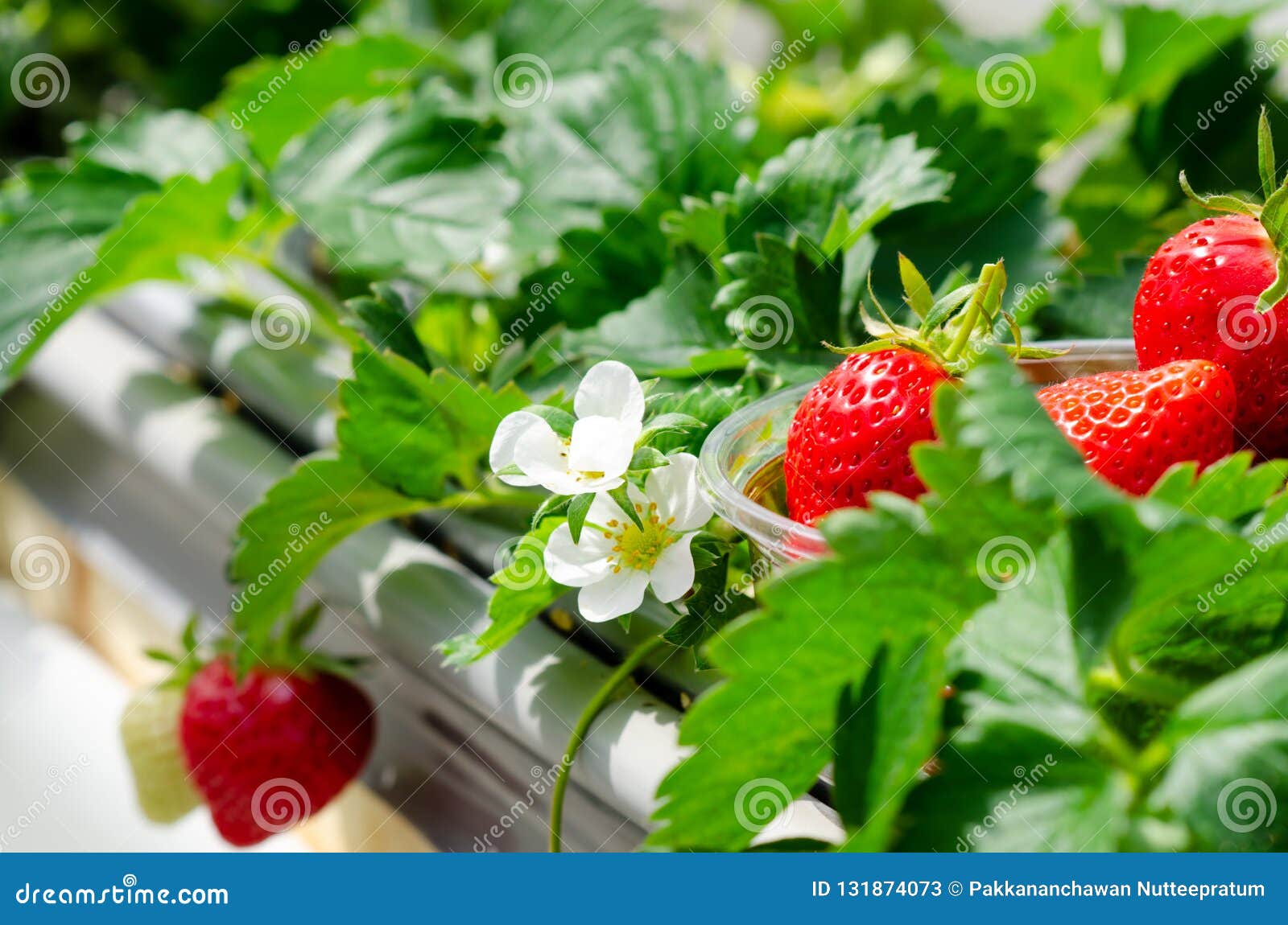 strawberry farm in japan. stock image. image of growing - 131874073