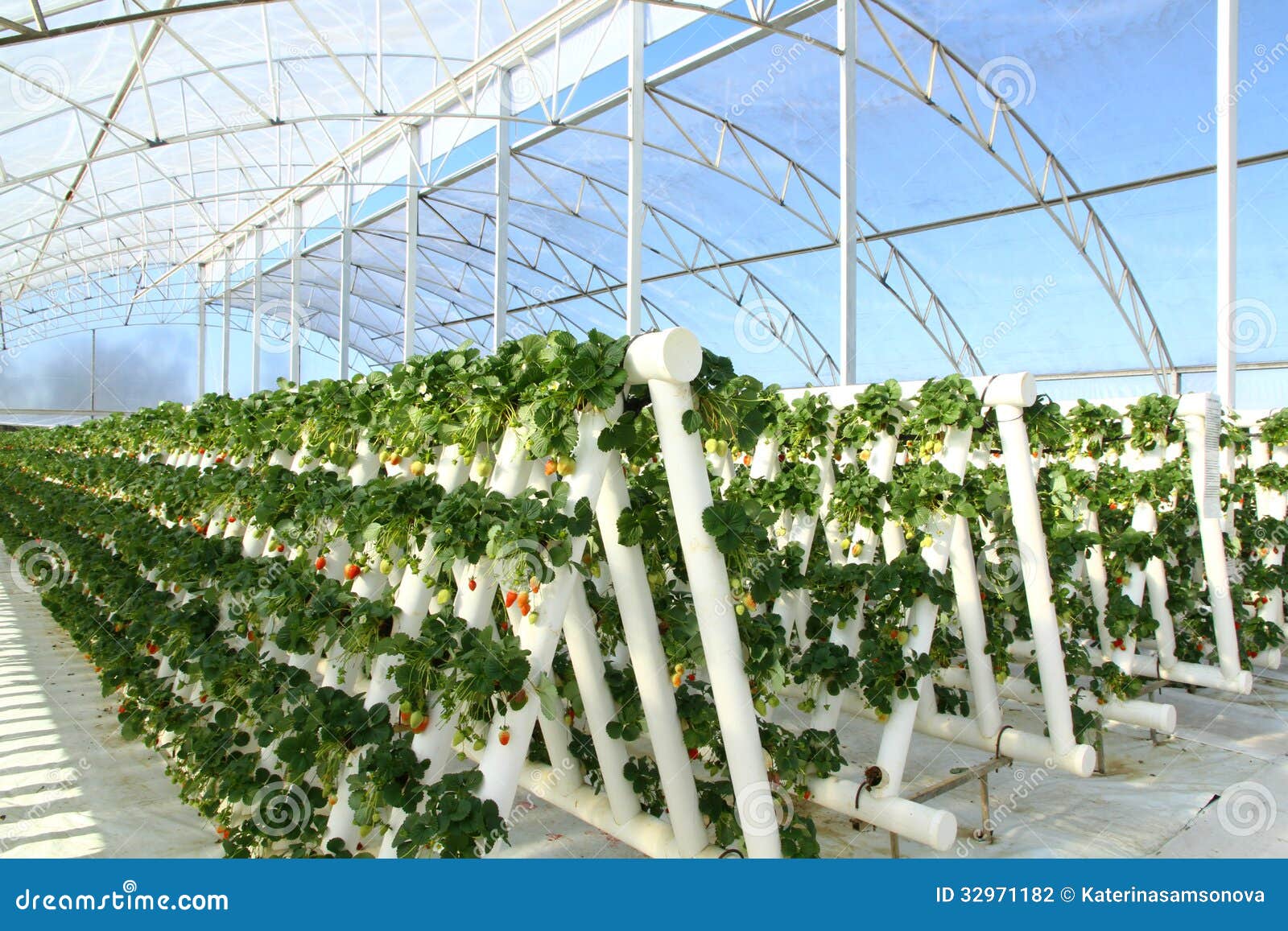 hydroponic strawberry business plan