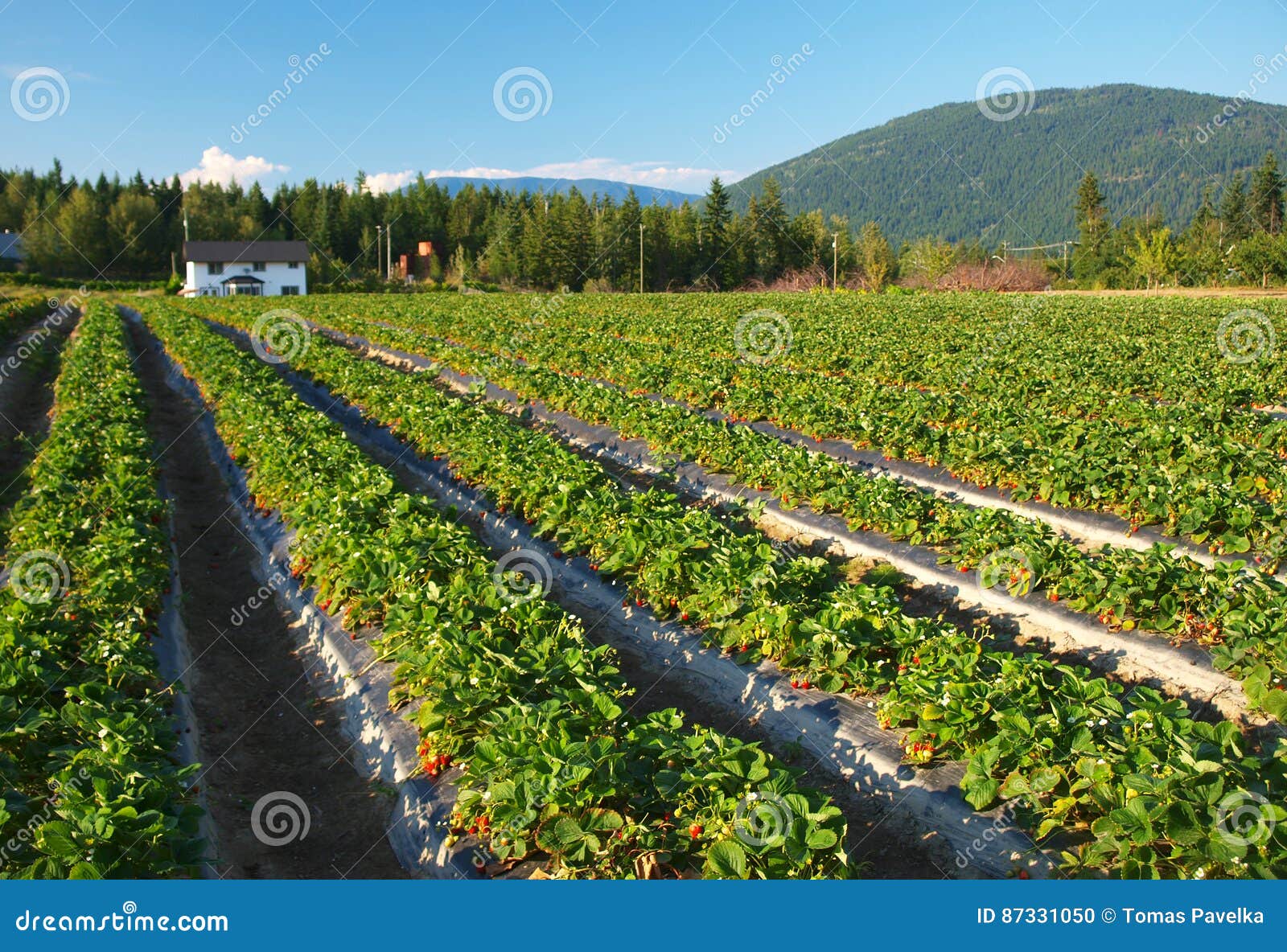 Strawberry farm stock photo. Image of crop, salmon, farm 87331050