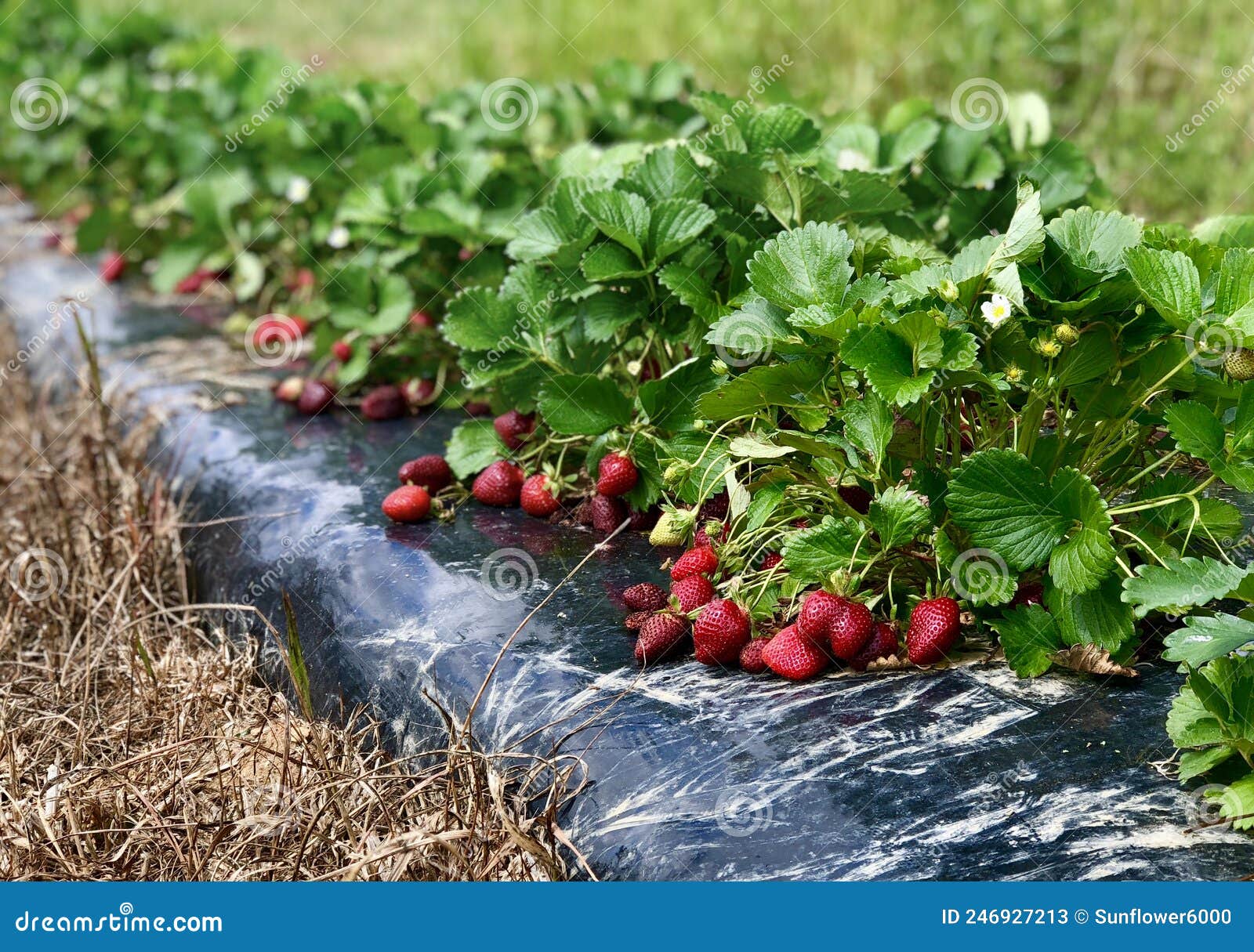 Strawberry Farm stock image. Image of agriculture, strawberry 246927213