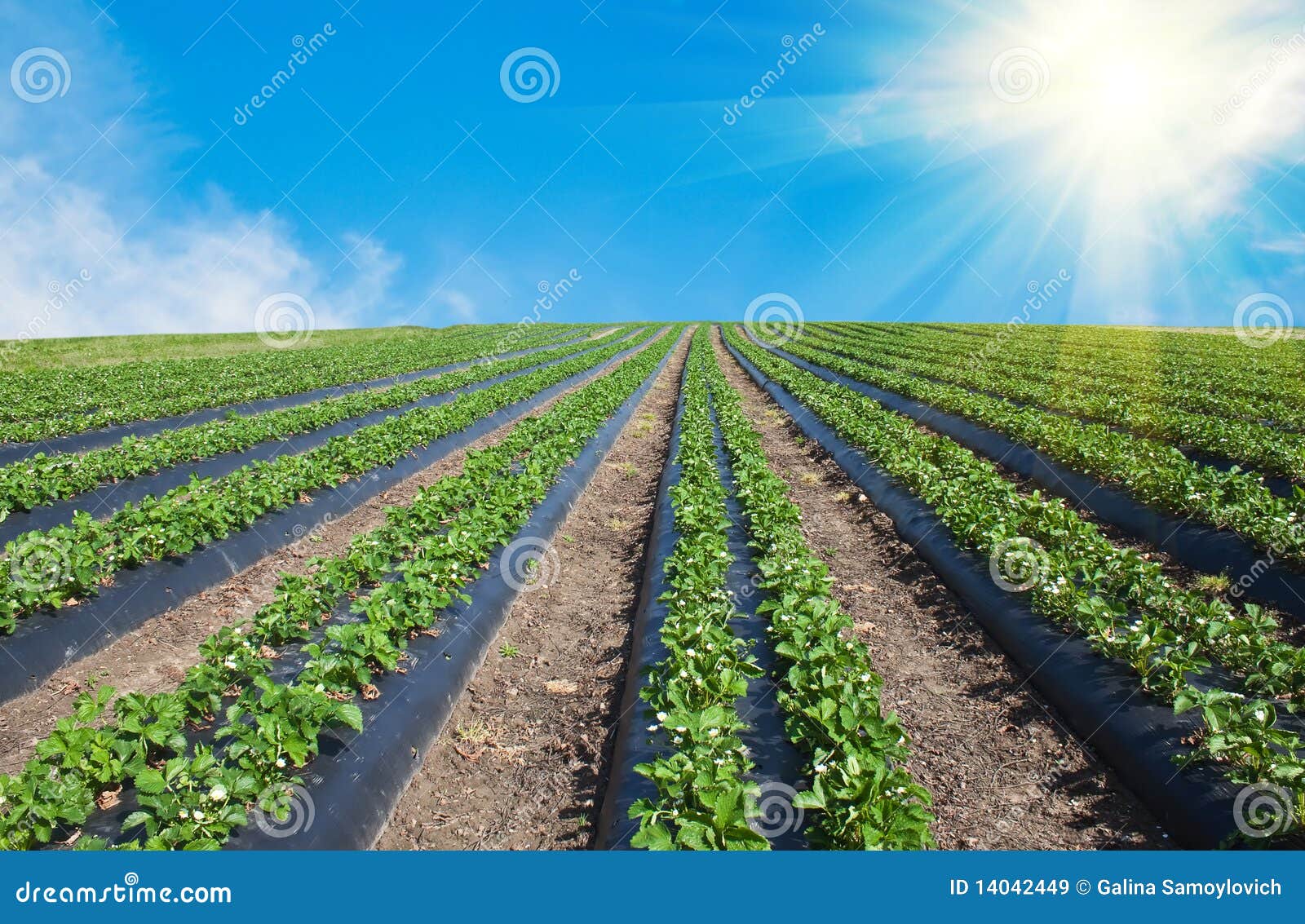 Strawberry field stock image. Image of natural, cloudscape - 14042449