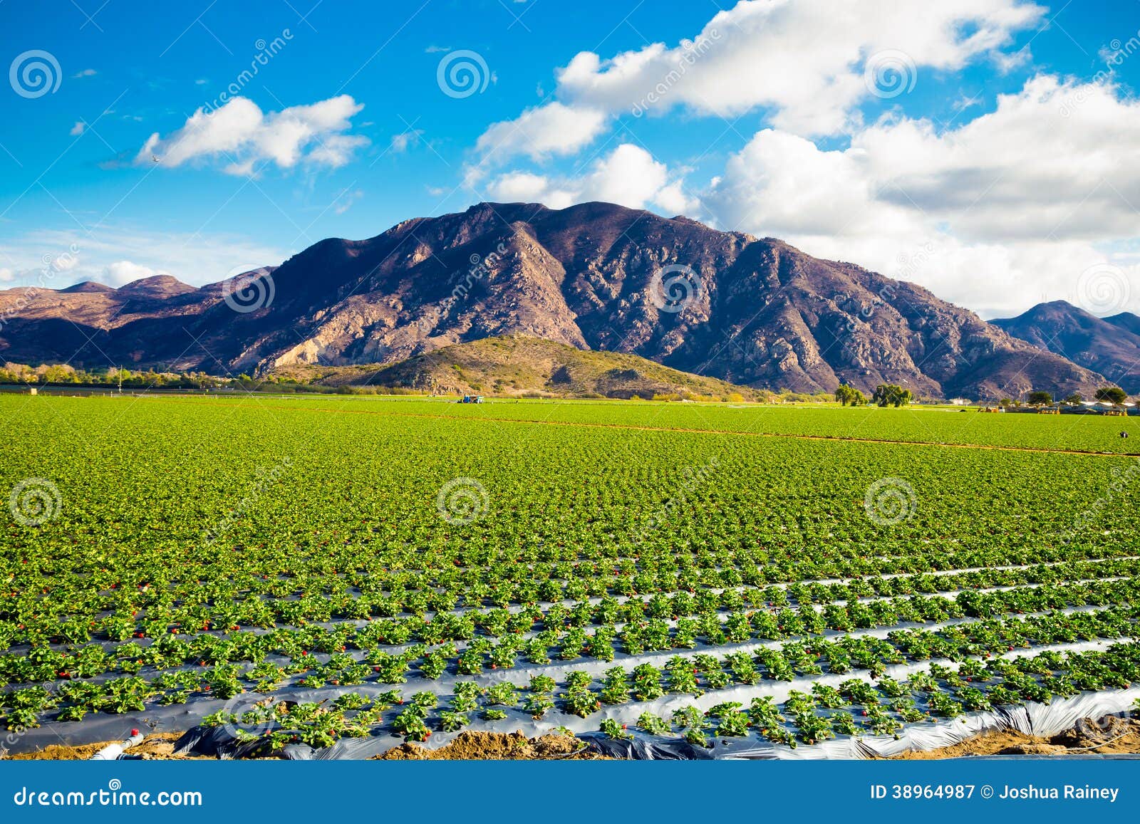 strawberry field and mountains