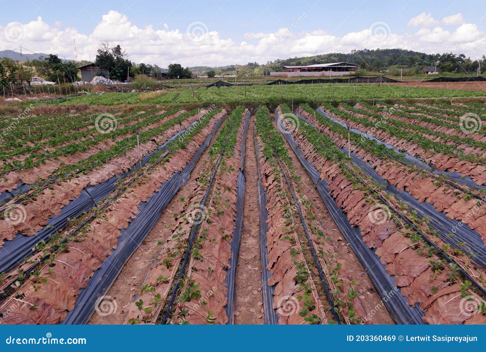 strawberry field production, soil mulching