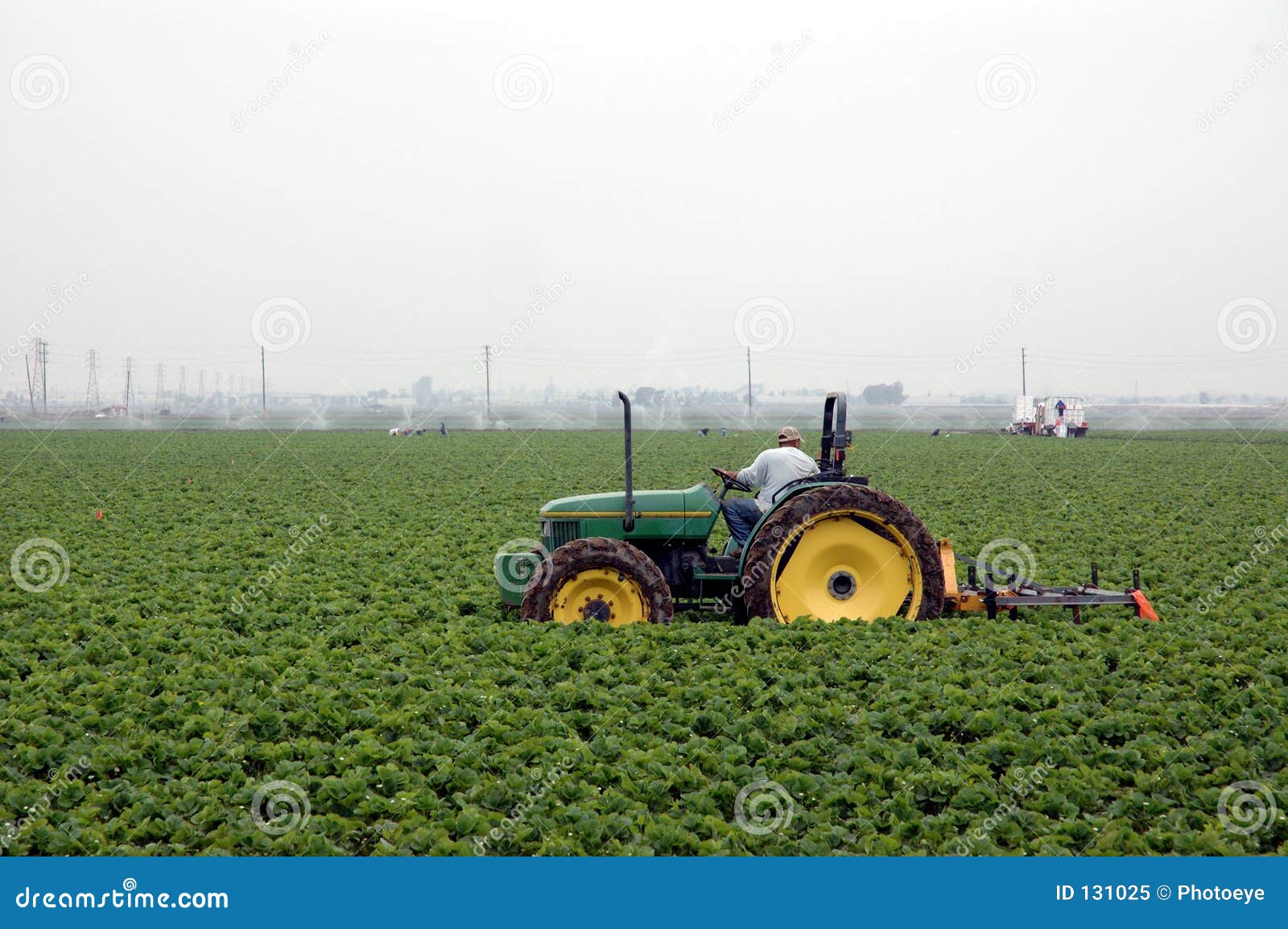 Strawberry Field and Tractor Editorial Image Image of strawberry