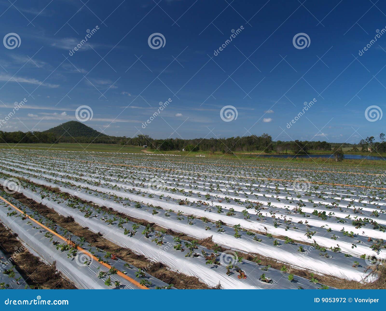 Strawberry Fields at Strawberry Farm Stock Photo Image of queensland