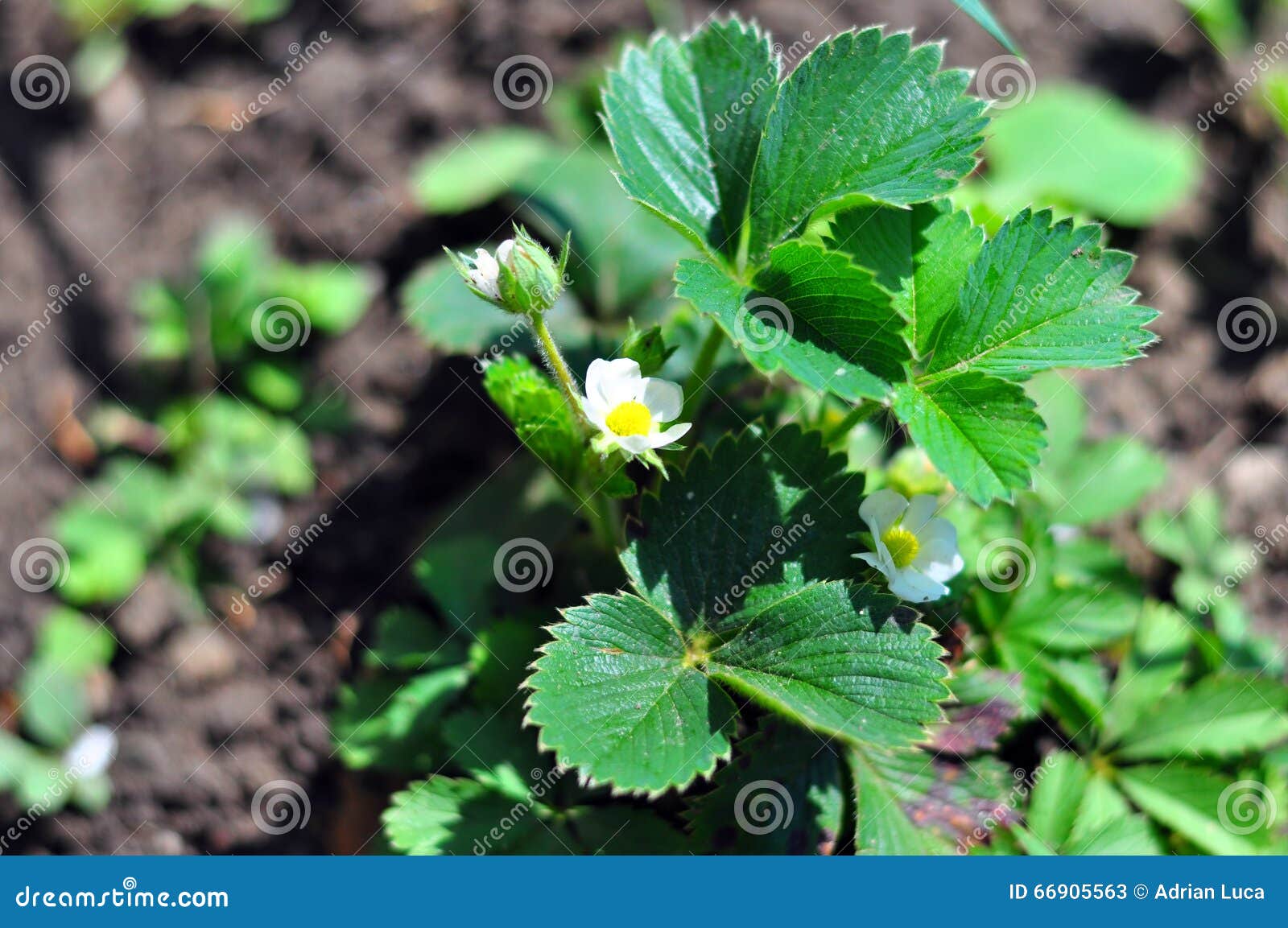 Strawberry flower stock image. Image of nature, flower 66905563