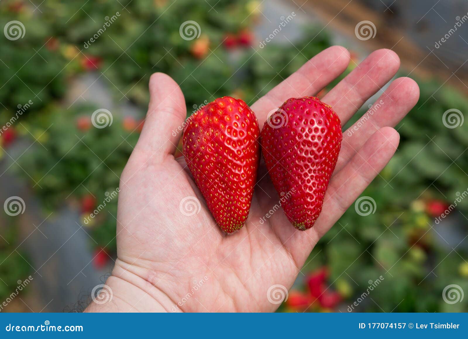 The Strawberry and the Flower Self Picking Stock Image Image of strawberries, agrotourism