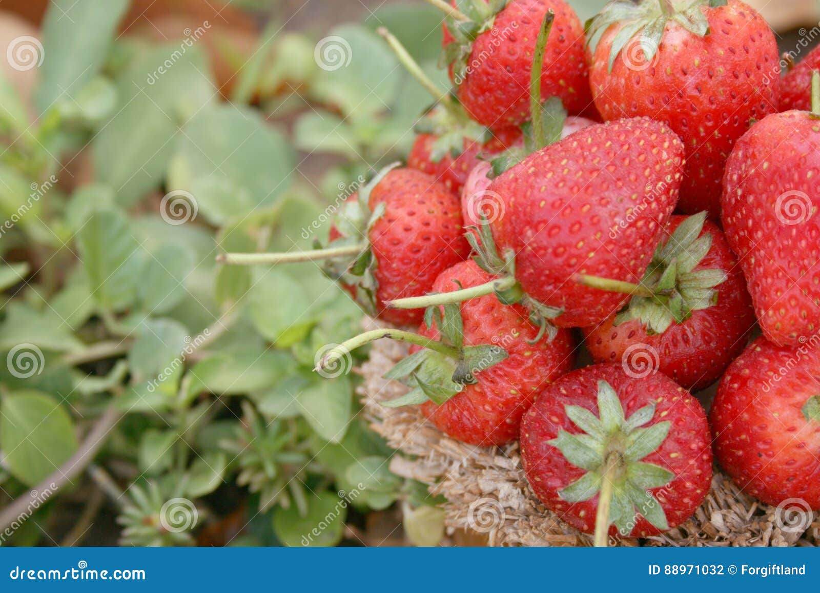 Strawberry ,focus on Group of Strawberries in Basket on Natural Stock