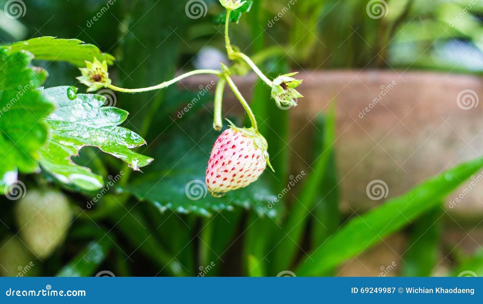 Strawberry stock image. Image of juicy, farm, nature 69249987