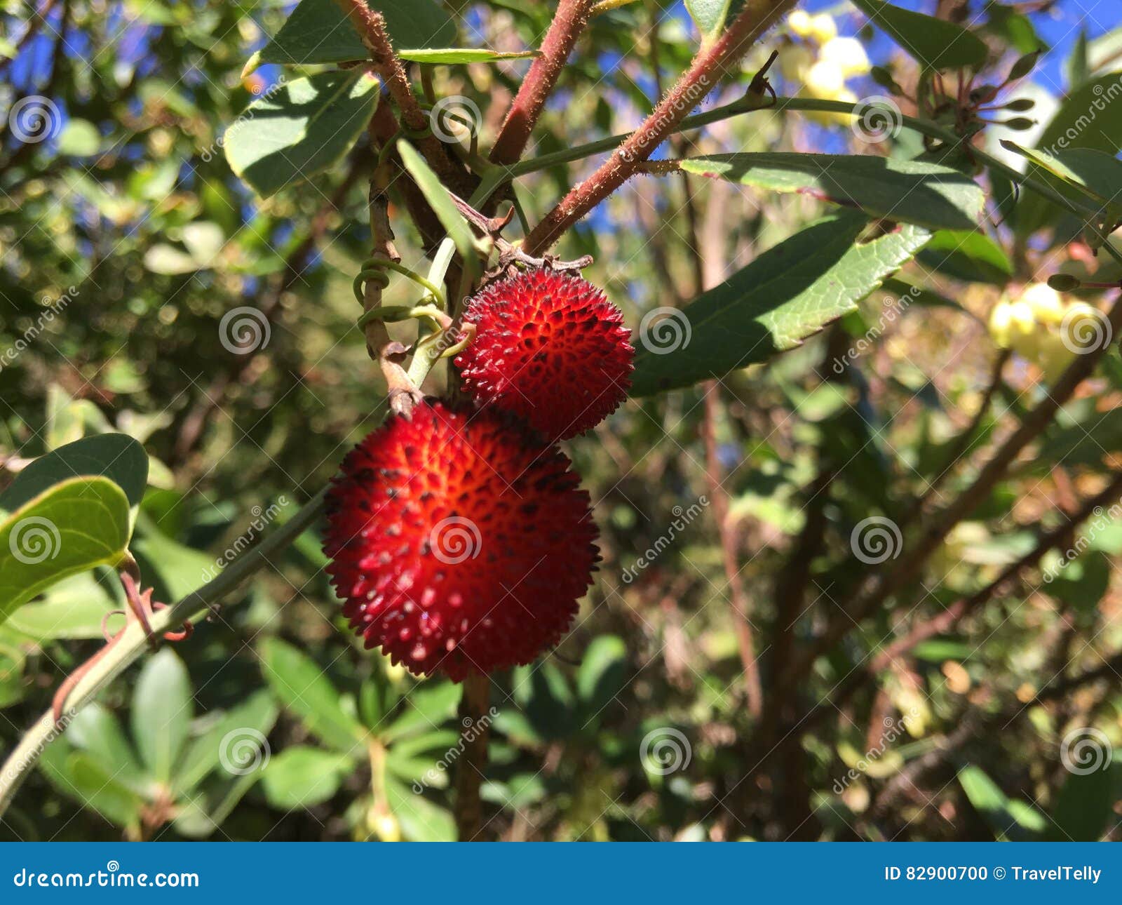Strawberry fruit in a tree stock photo. Image of fruit 82900700