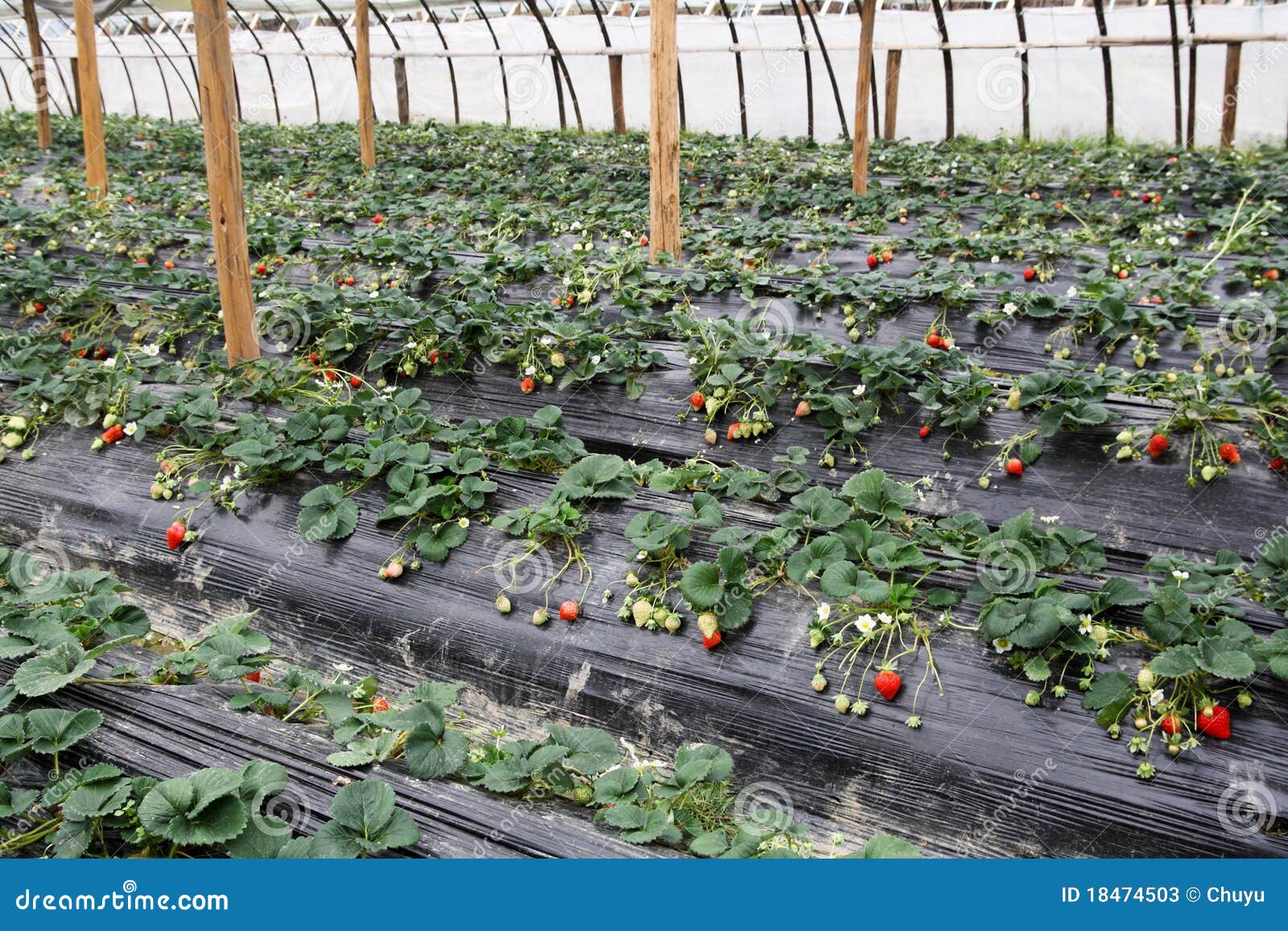 Strawberry greenhouses stock image. Image of grow, film 18474503