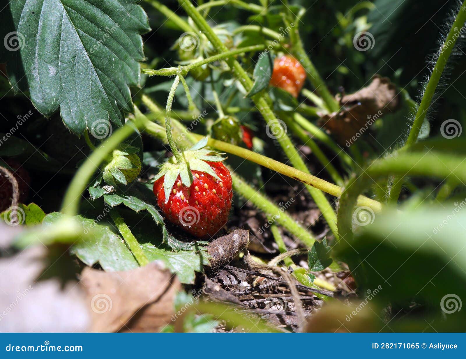 Strawberry Growing stock image. Image of yields, autumn 282171065