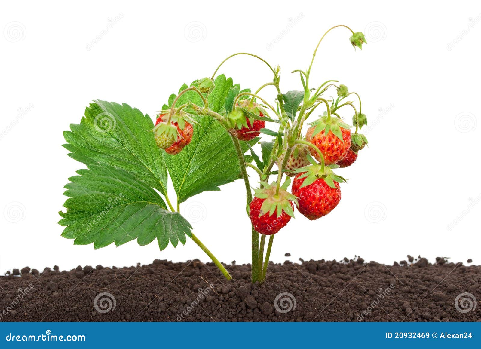 Strawberry Growing Out of the Soil Stock Image Image of growing, outdoor 20932469