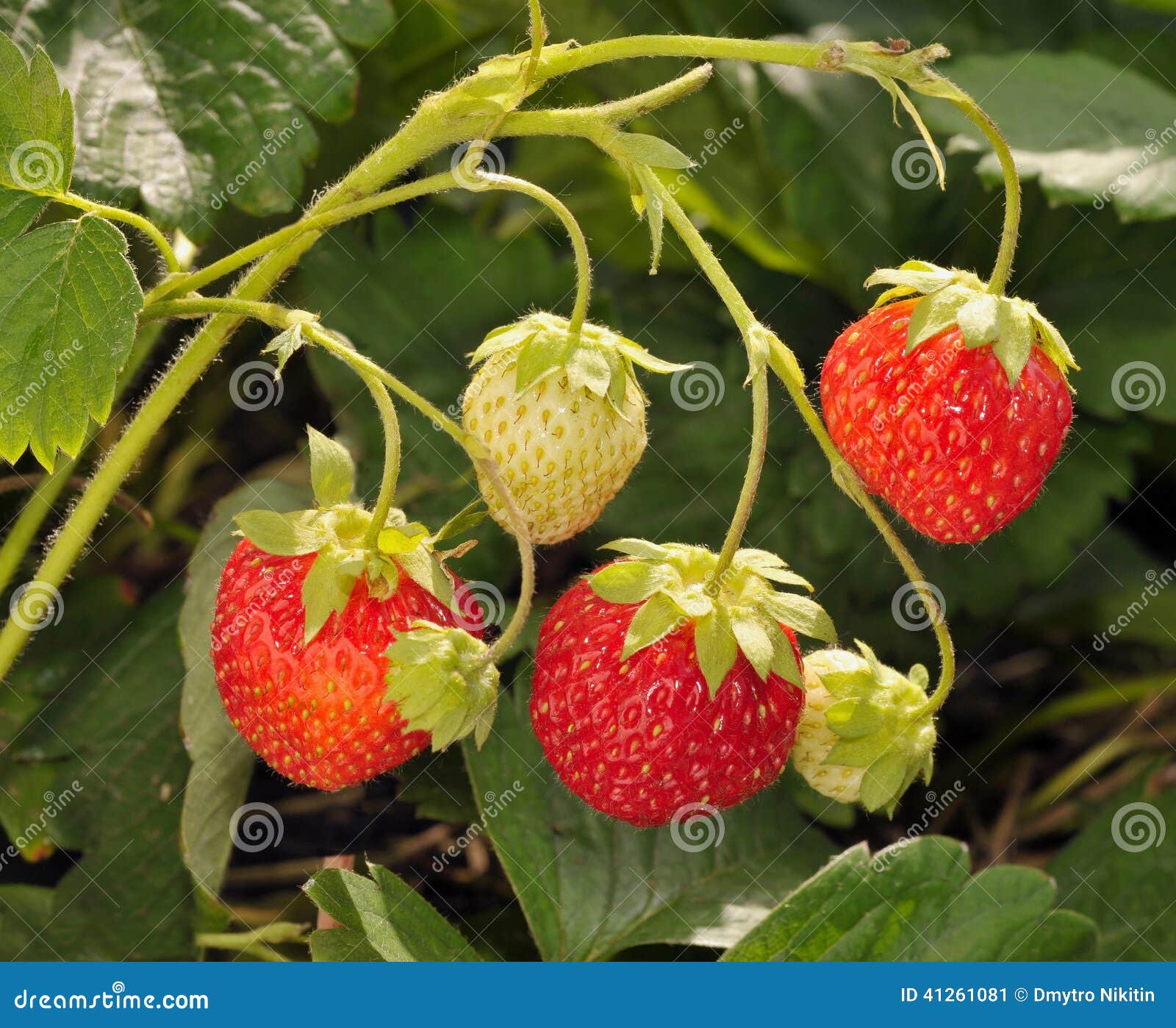 Strawberry Growing on a Tree Stock Image Image of refreshment