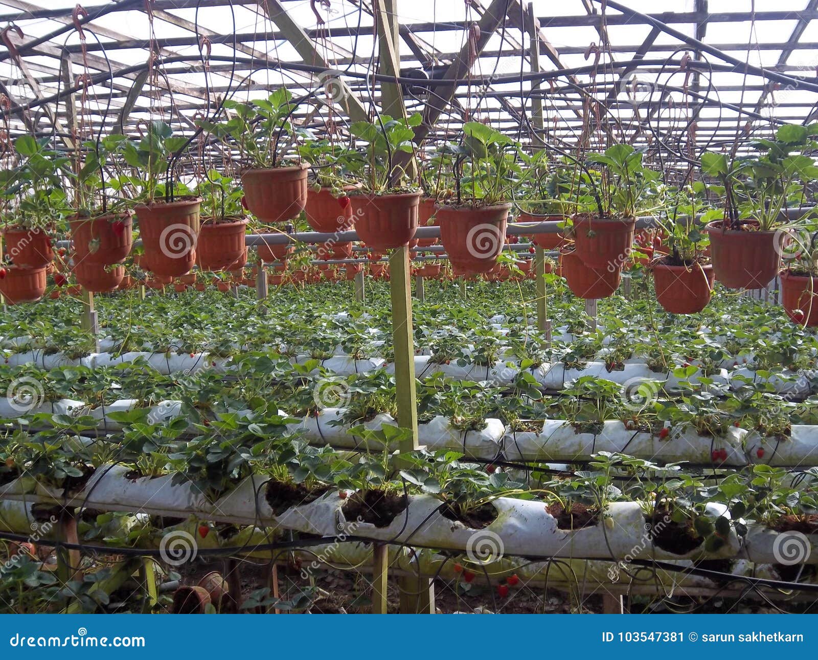 Strawberry Hydroponics Organic Fram Stock Image Image of grow