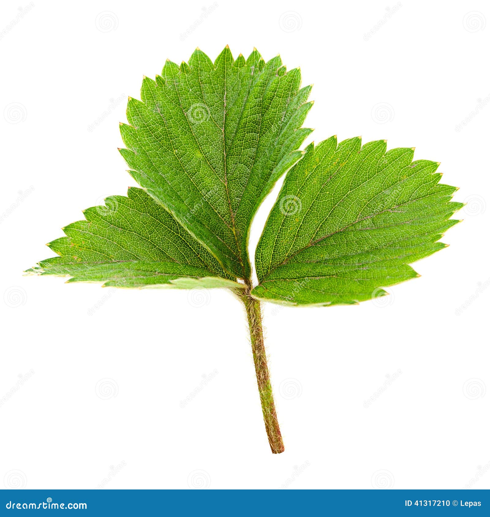 Strawberry leaf stock photo. Image of plant, leaf, fresh 41317210