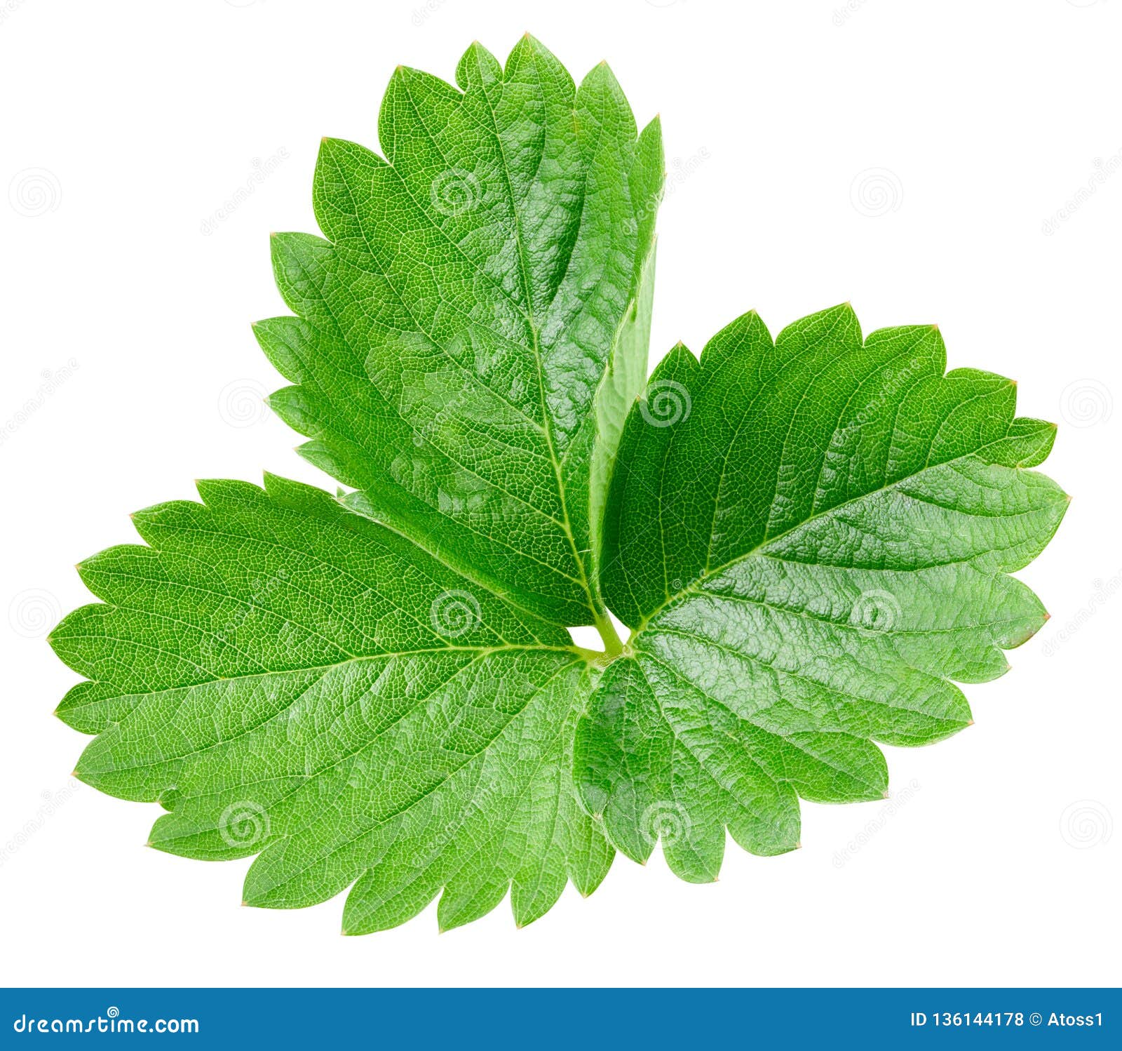 Strawberry Leaf Isolated on White Stock Photo Image of leaves